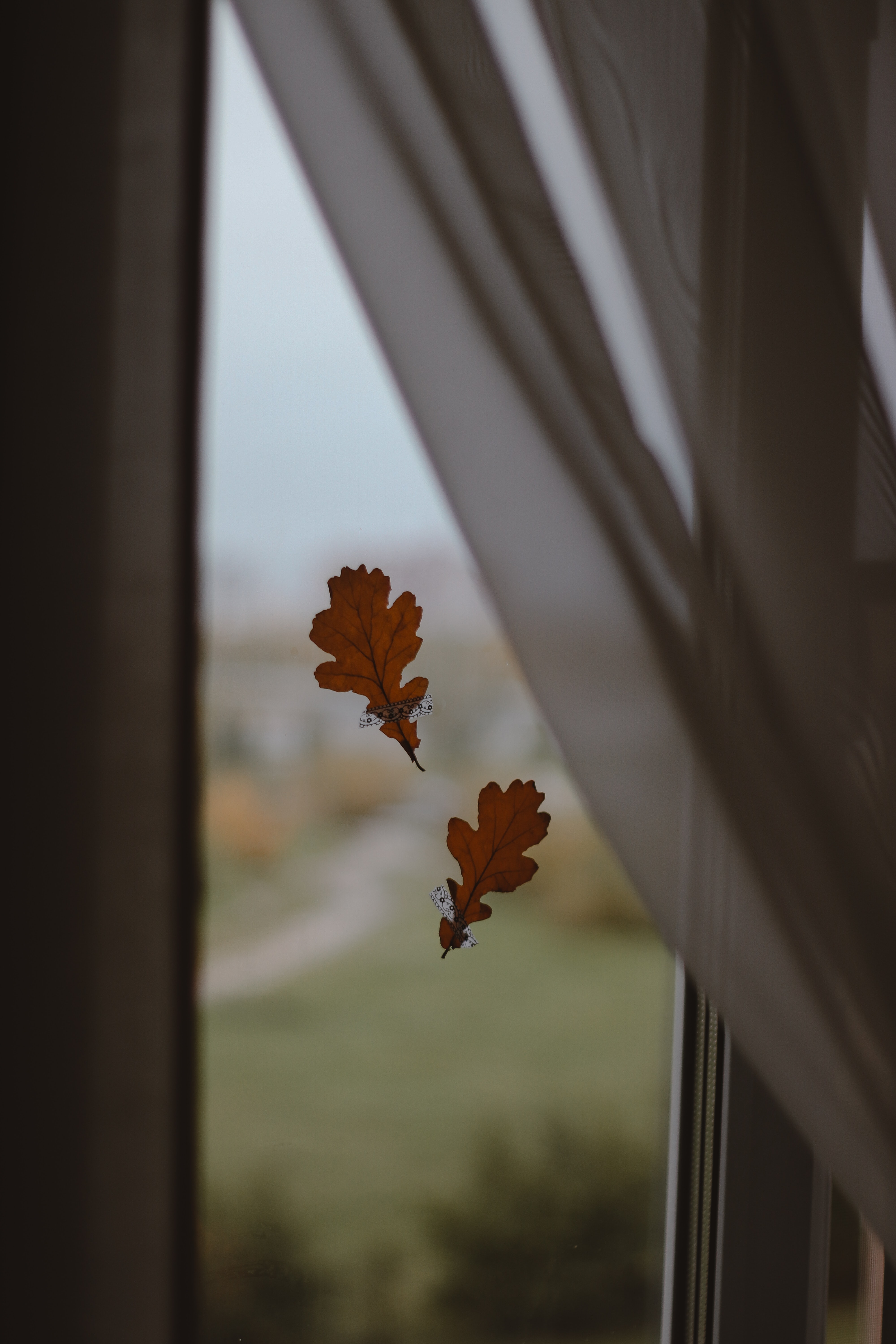Handy-Wallpaper Blätter, Glas, Eiche, Natur, Fenster, Herbst kostenlos herunterladen.