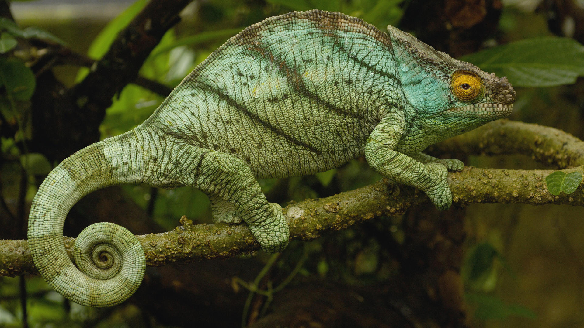 animal, chameleon mobile wallpaper