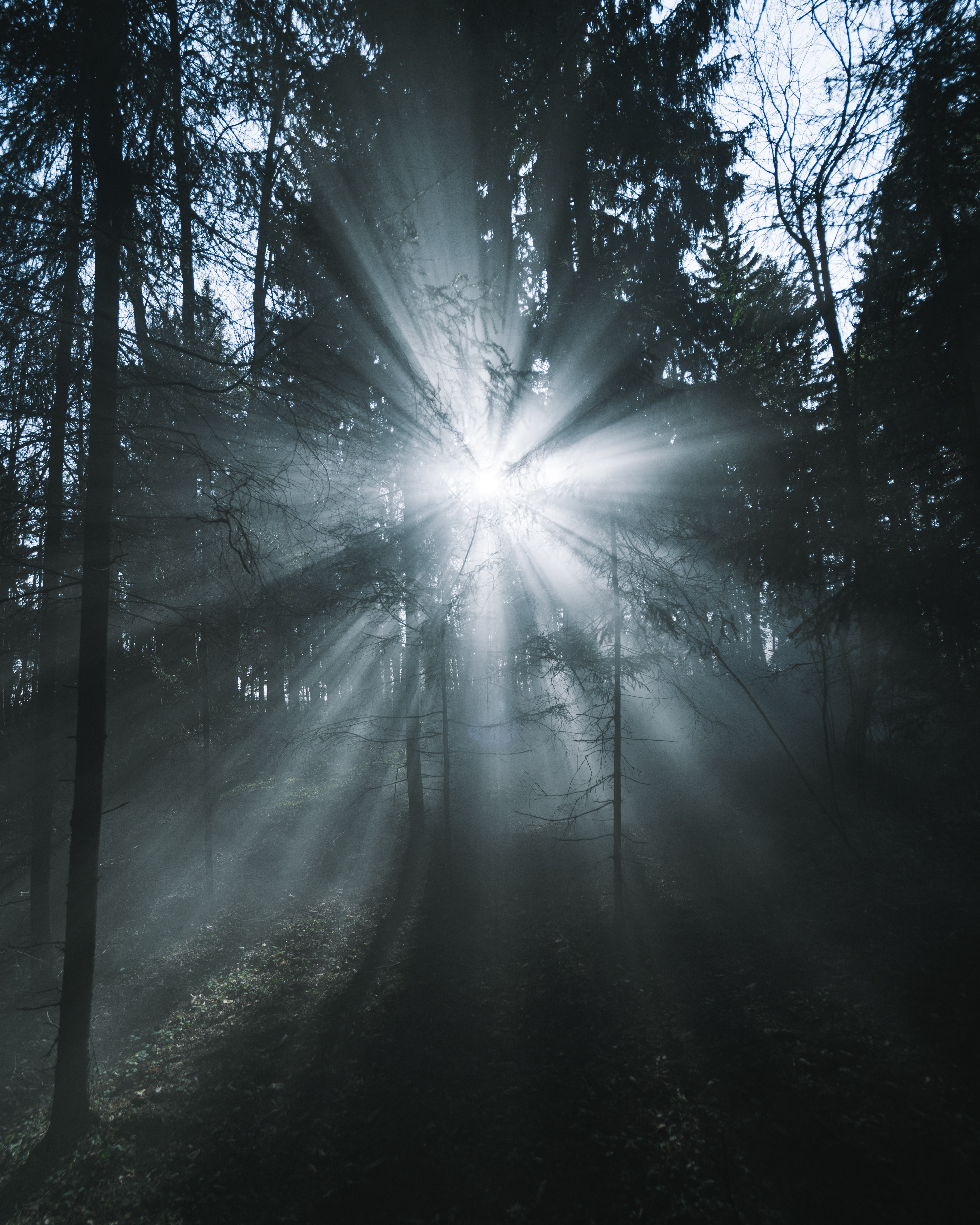 PC Wallpapers fog, music, trees, beams, rays, forest, glow