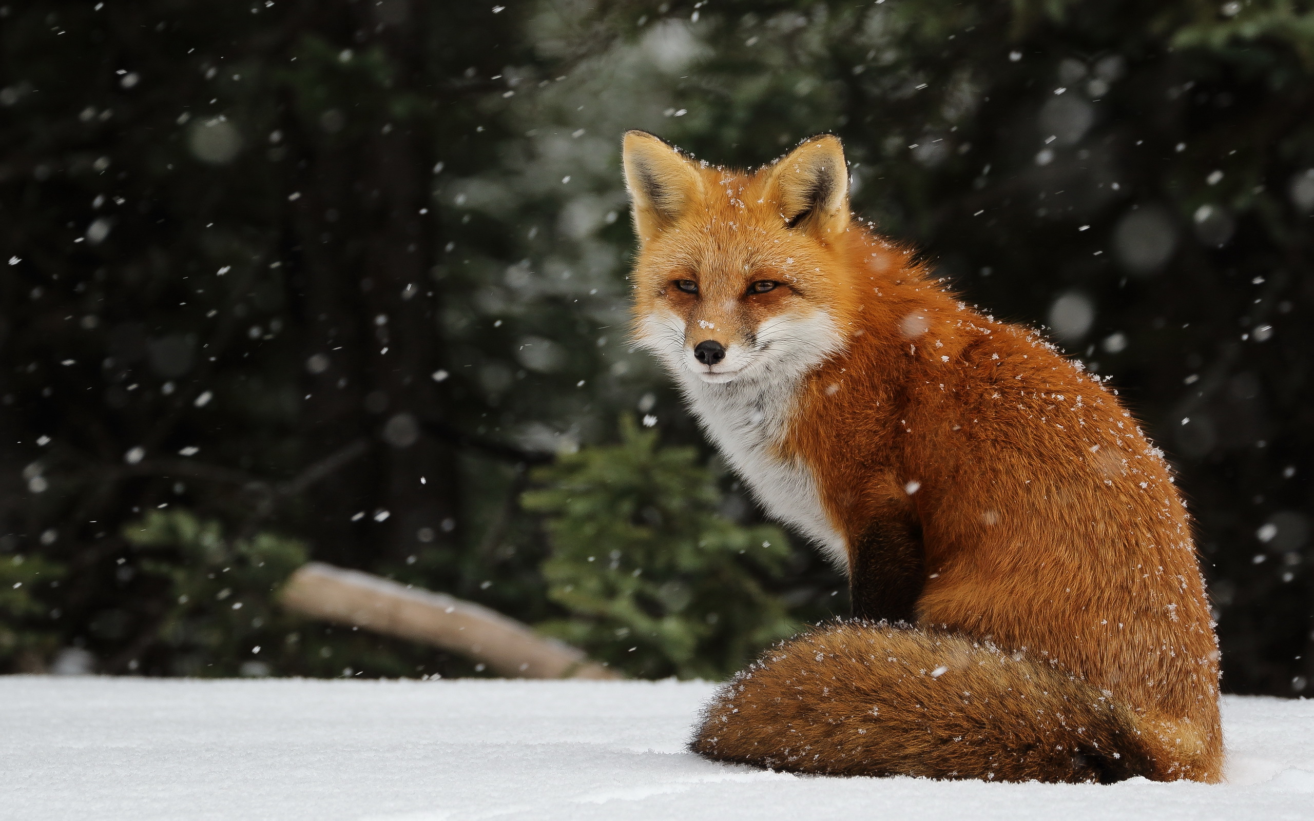 681621 免費下載壁紙 动物, 狐狸, 雪 屏保和圖片
