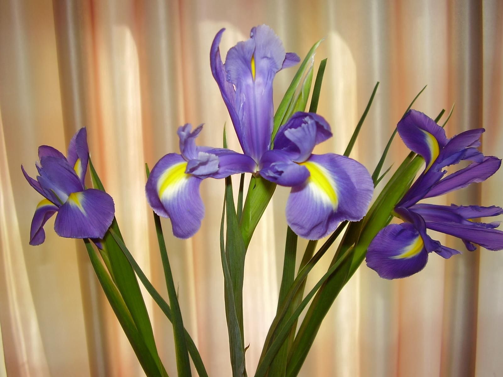 Download mobile wallpaper Curtain, Irises, Greens, Flowers for free.