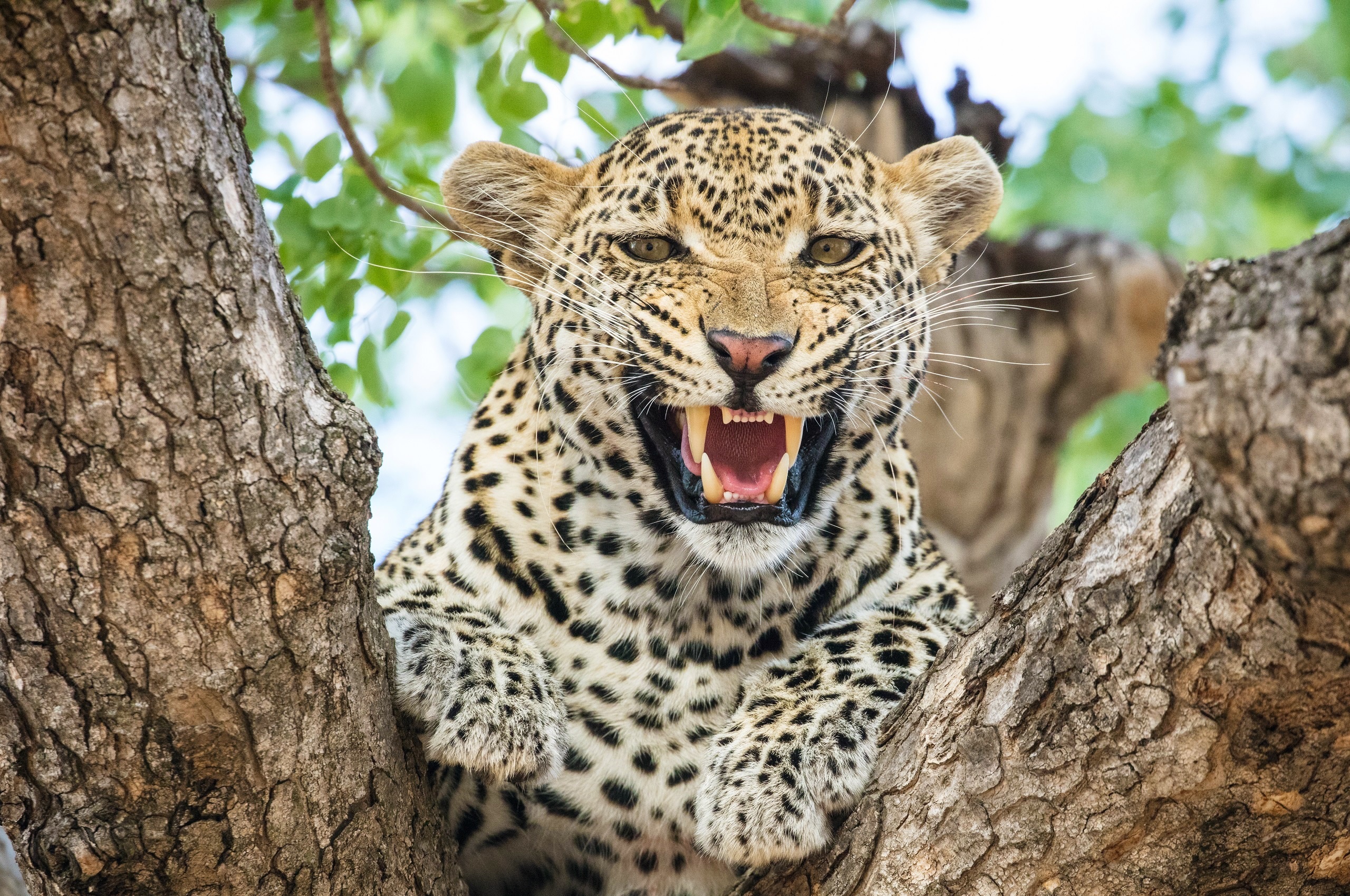 418621 descargar fondo de pantalla animales, leopardo, rugido, gatos: protectores de pantalla e imágenes gratis