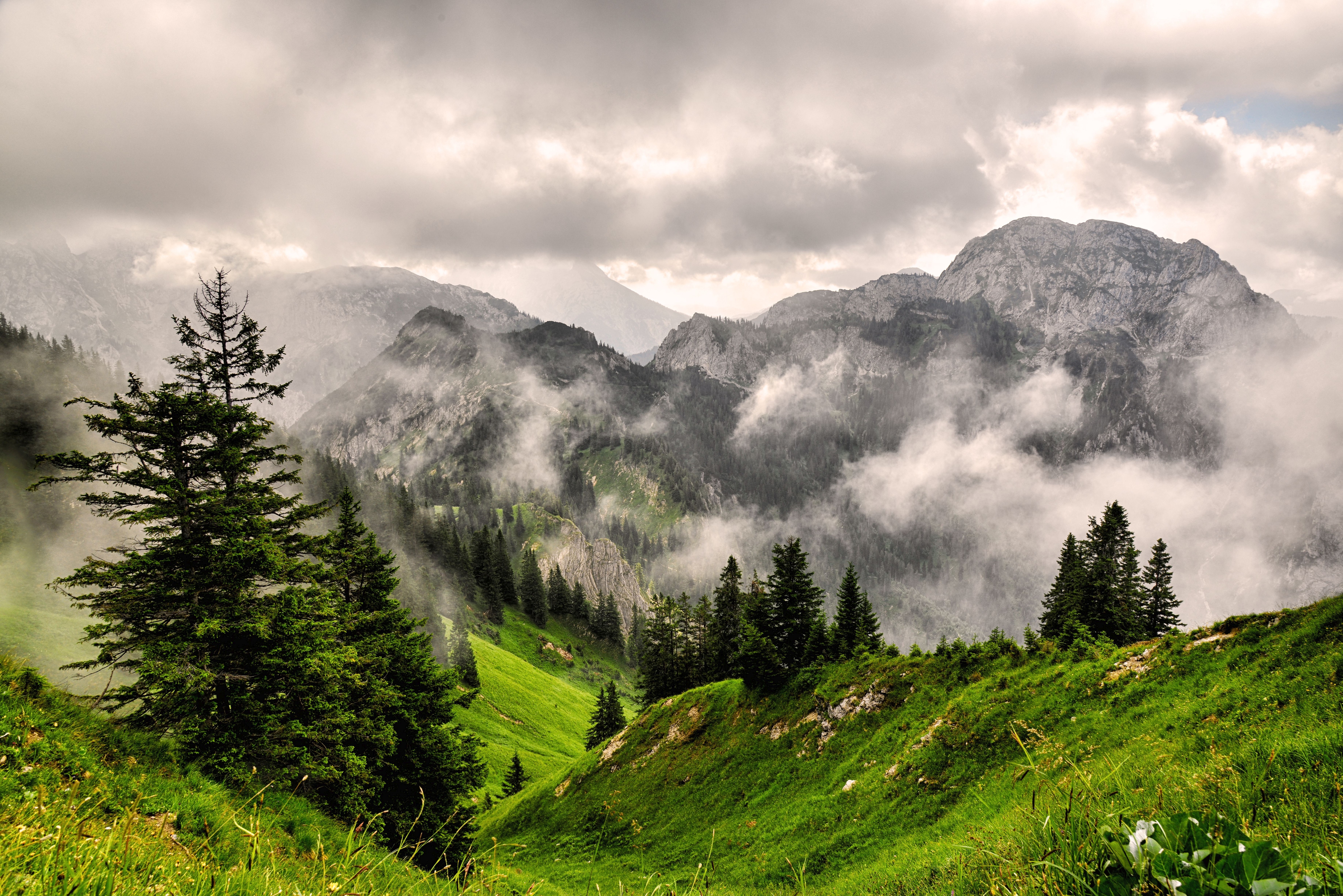 148396 завантажити шпалери вершини, гори, природа, трава, вершина, ліс, туман - заставки і картинки безкоштовно