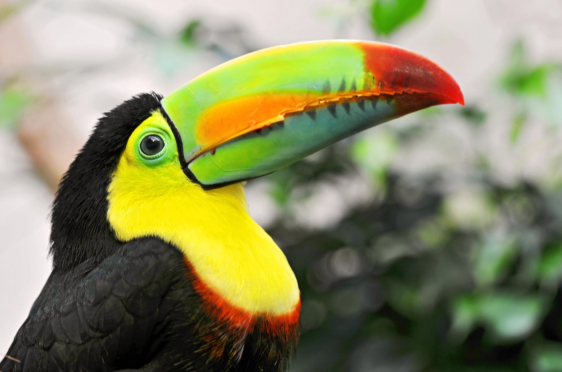 Завантажити шпалери Тропічна Птах на телефон безкоштовно