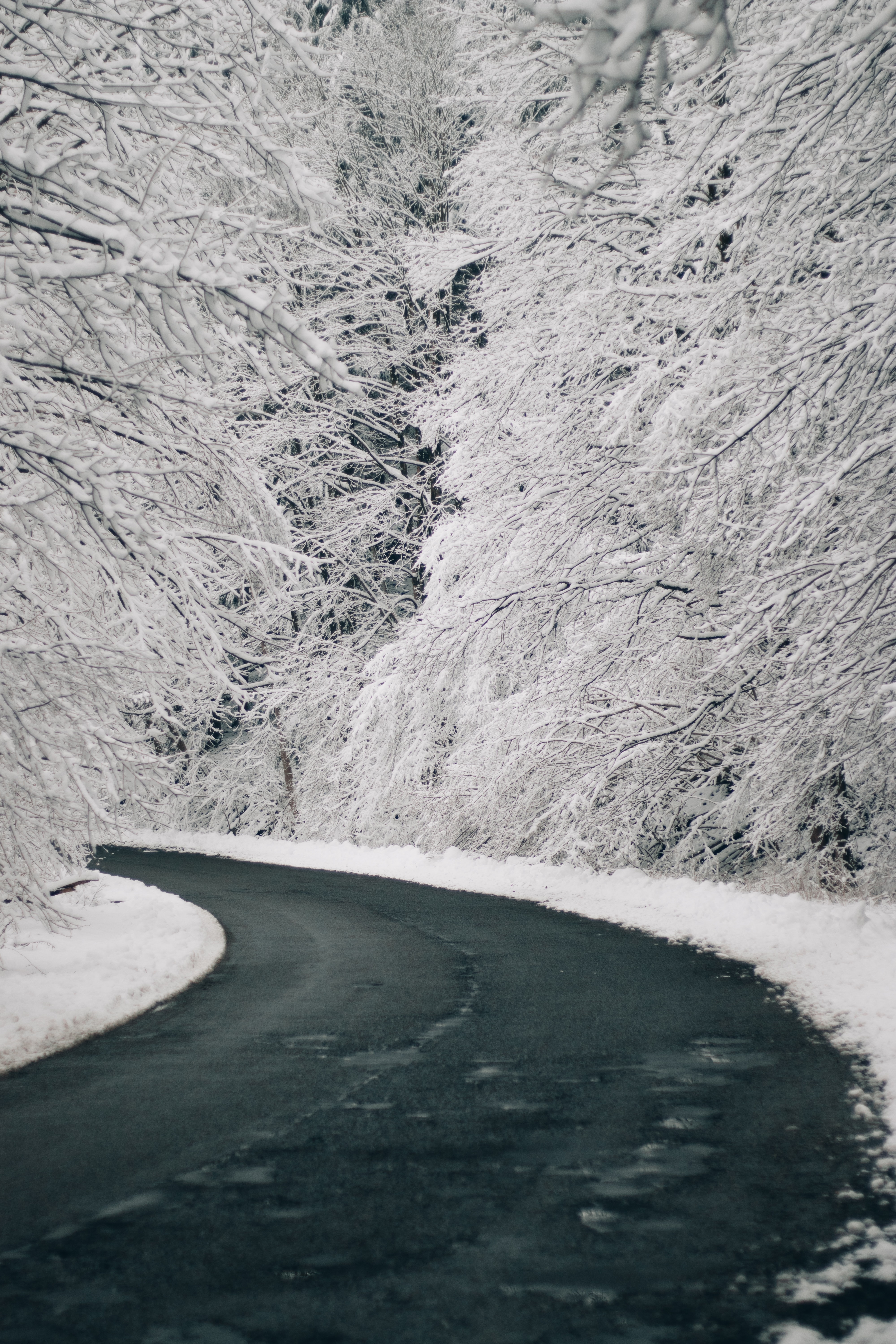 winter, nature, trees, snow, road, turn Panoramic Wallpaper
