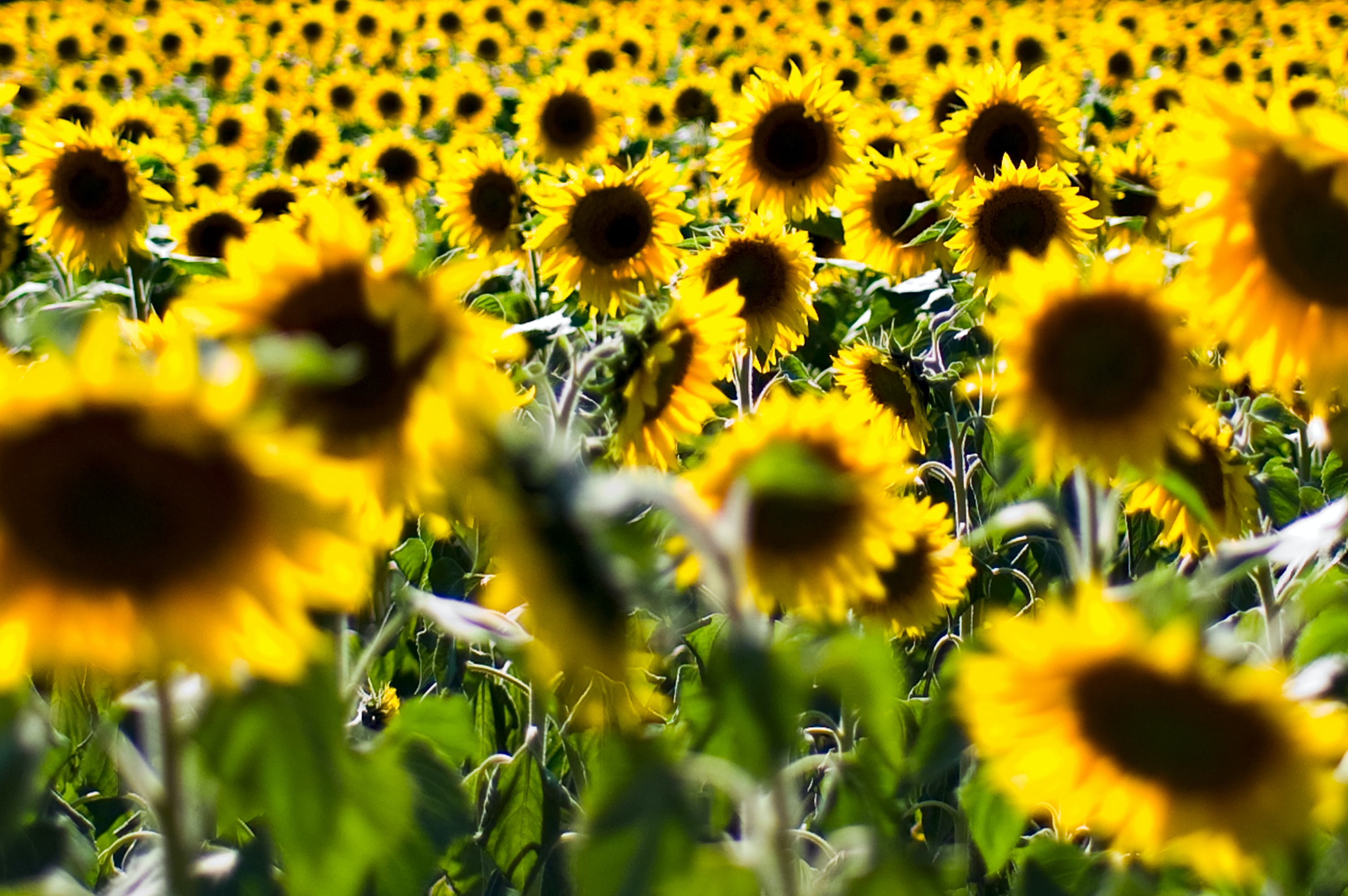 Download mobile wallpaper Field, Flowers, Plant, Sunflowers for free.
