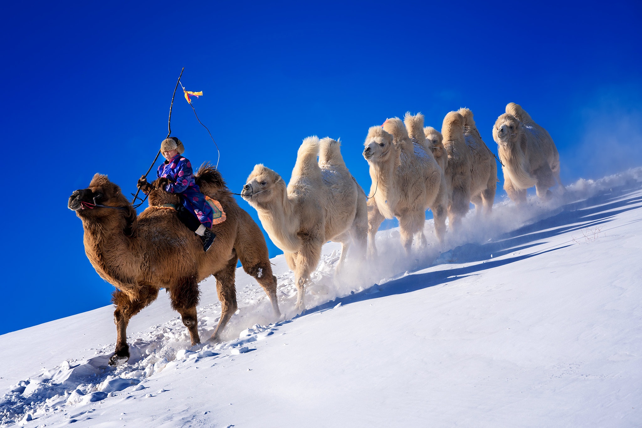 986352 descargar fondo de pantalla fotografía, caravana, camello, nieve: protectores de pantalla e imágenes gratis