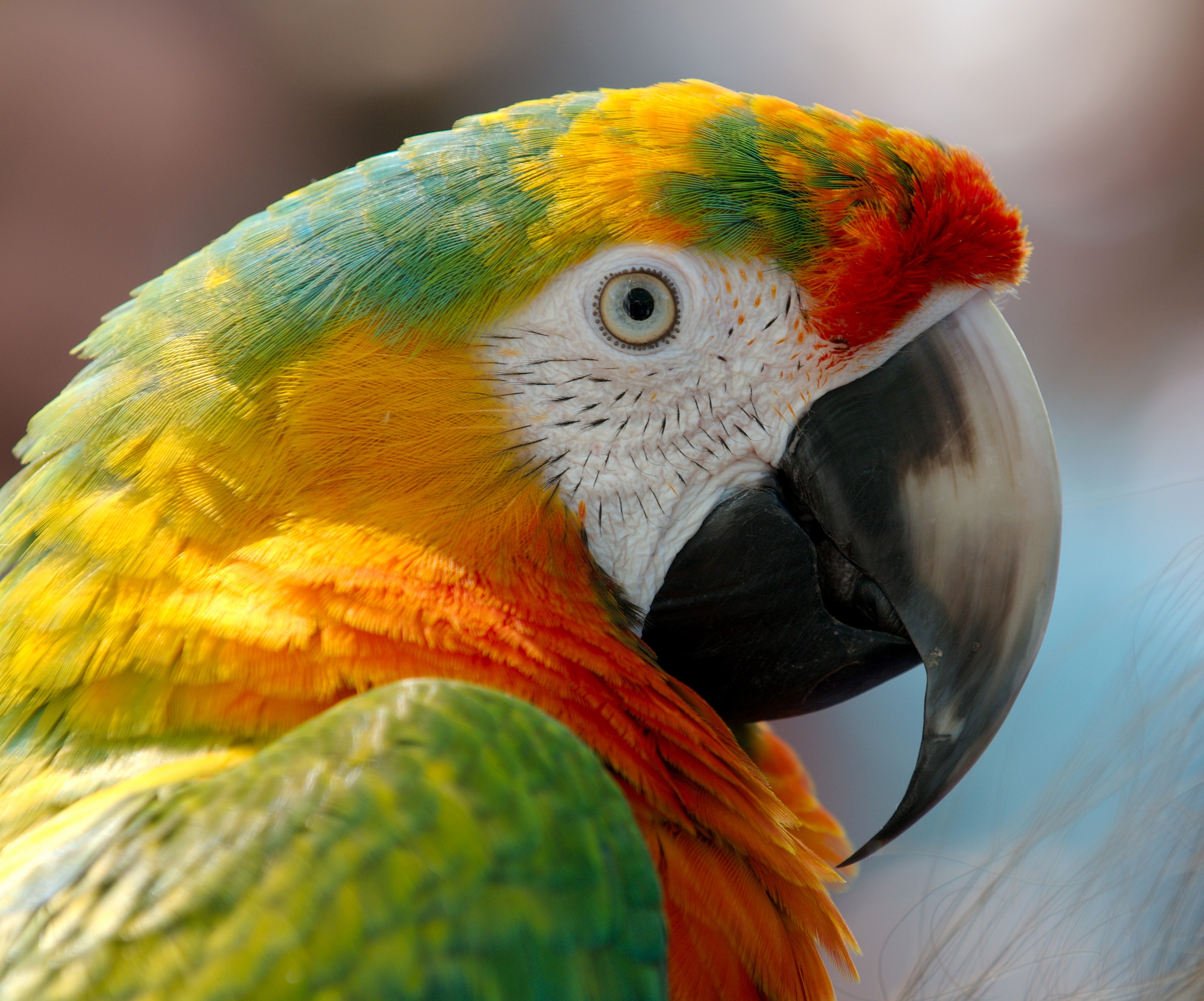 parrots, animals, bird, beak, macaw