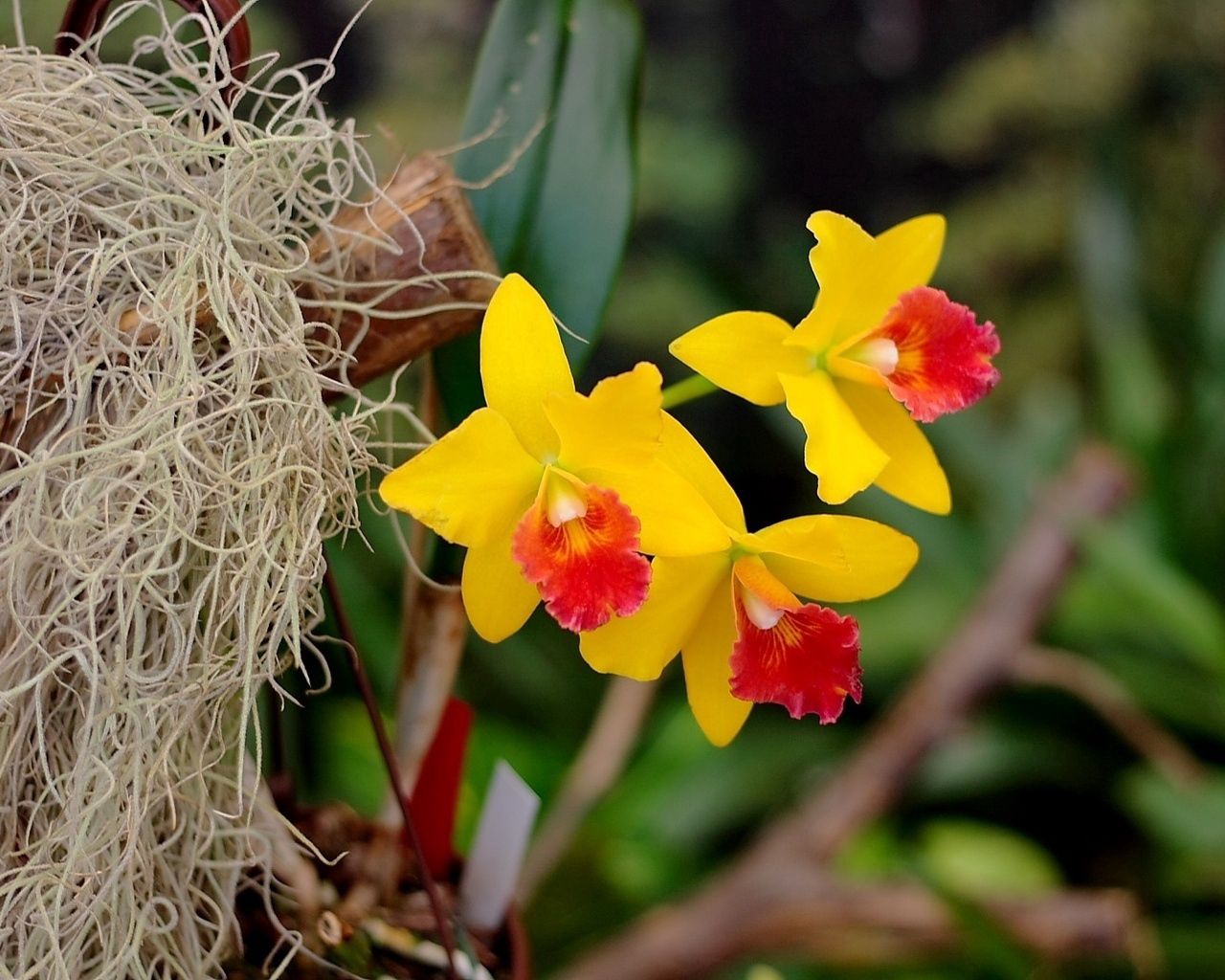 flowers, yellow, bright, close up, irises