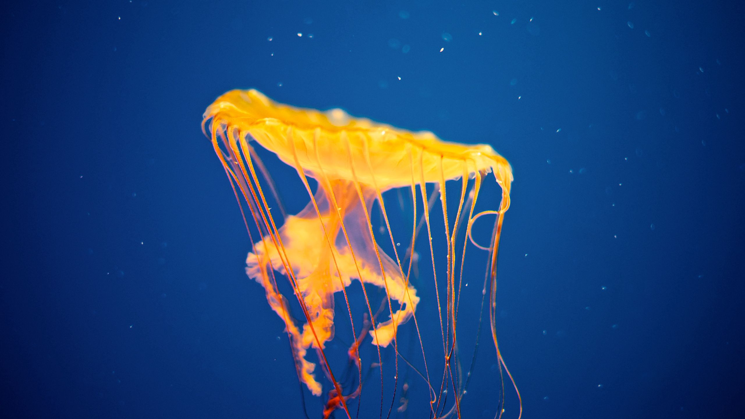 animals, jellyfish, underwater world, to swim, swim Smartphone Background