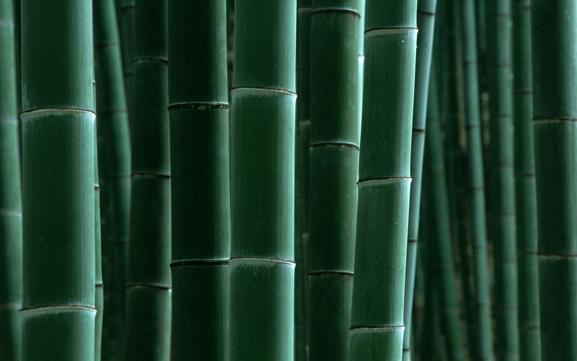 HD wallpaper green, nature, stripes, bamboo, strips