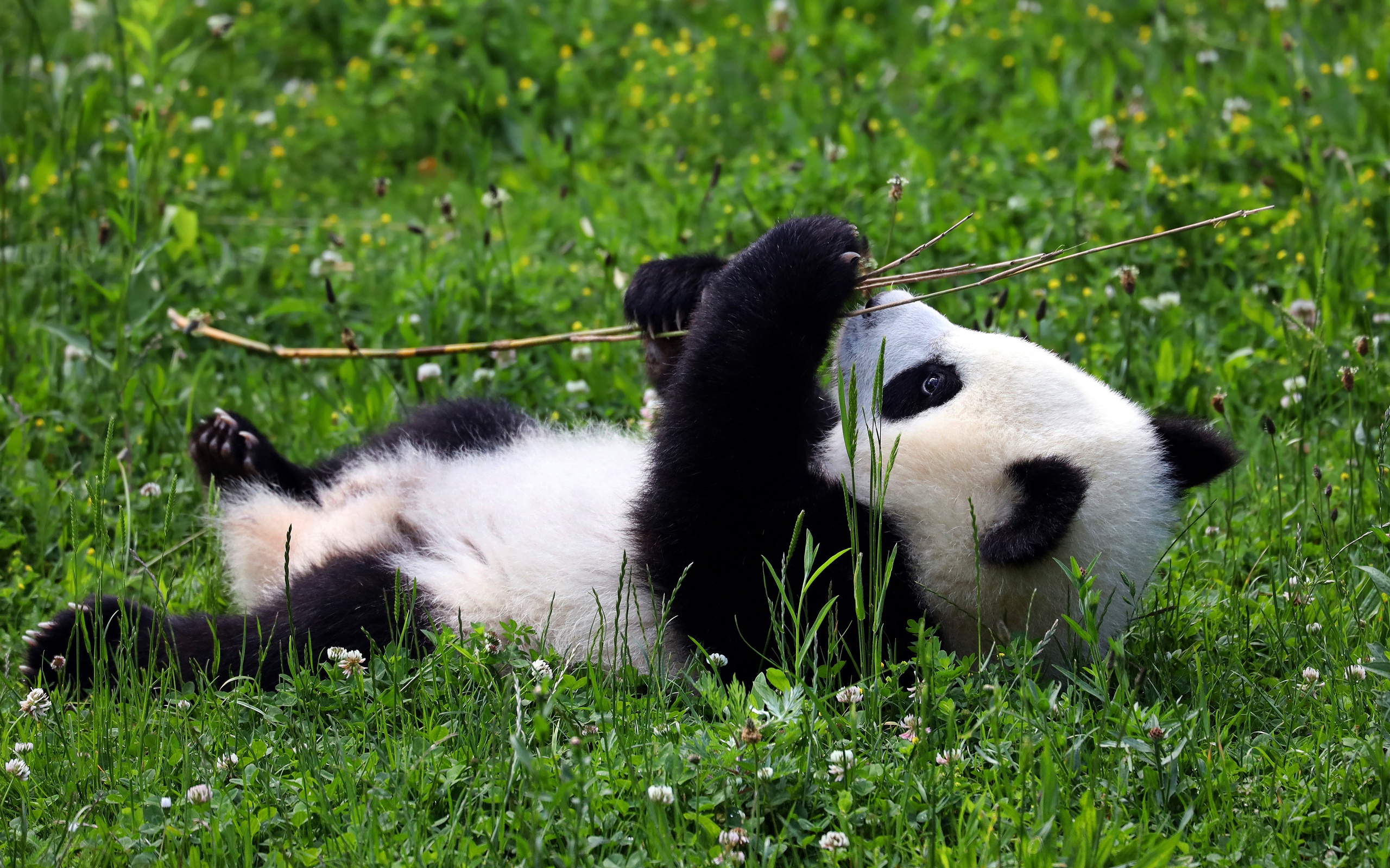 Панда лежит