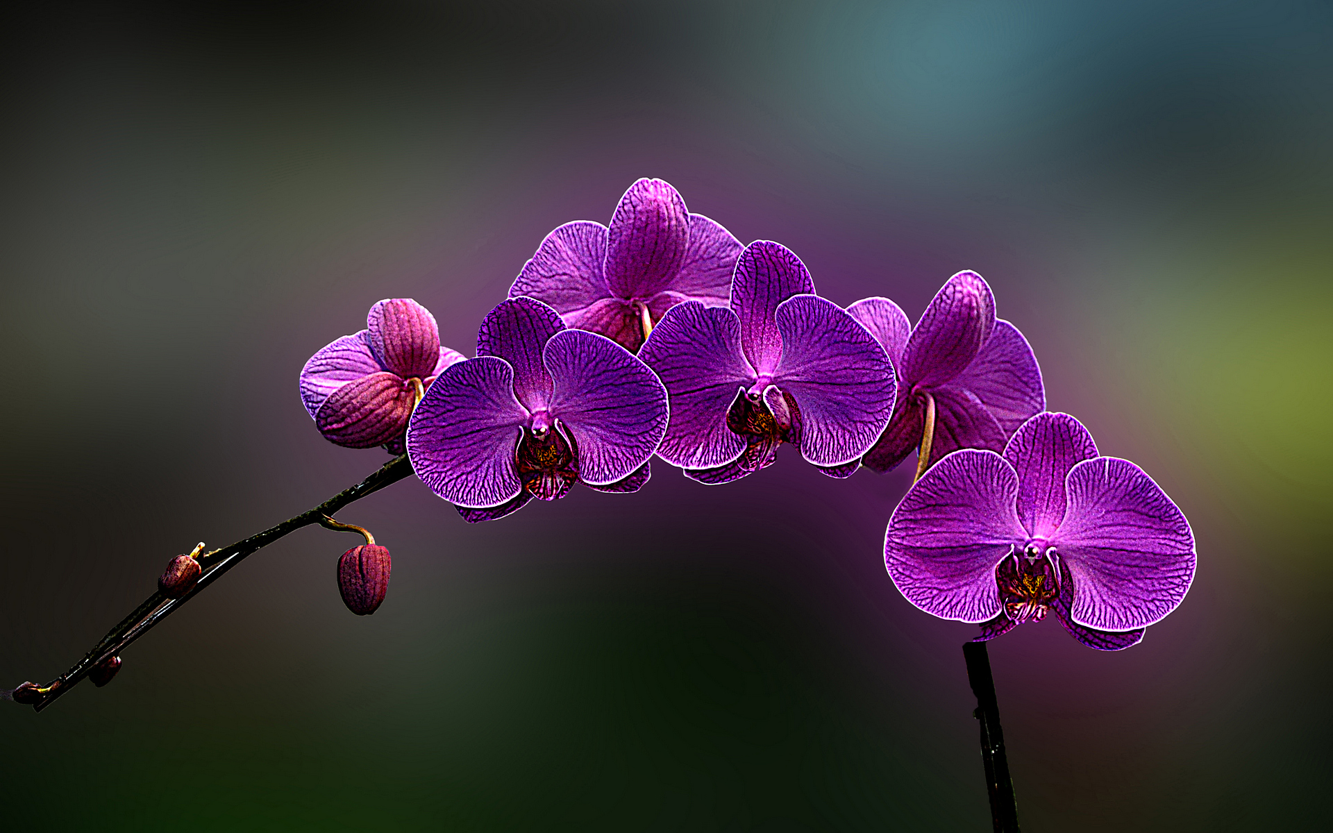 orchid, photography, hdr, hafiz