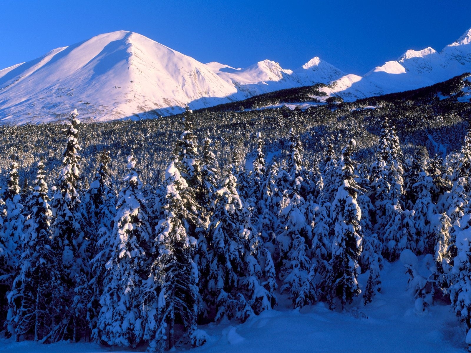 無料モバイル壁紙風景, 木, 山脈, モミの木, 冬をダウンロードします。