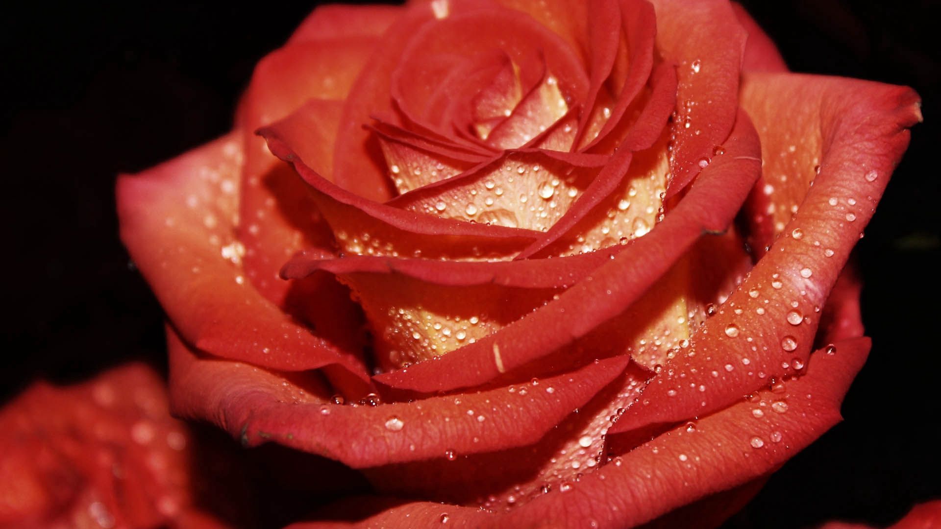 Téléchargez gratuitement l'image Rosée, Pétales, Une Rose, Drops, Macro, Rose sur le bureau de votre PC