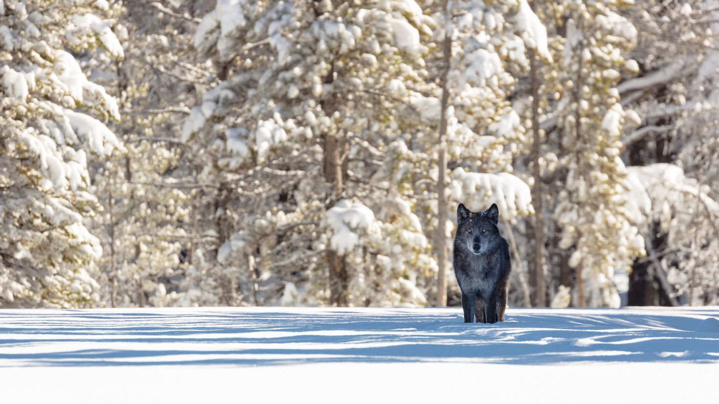 Черный волк в снегу
