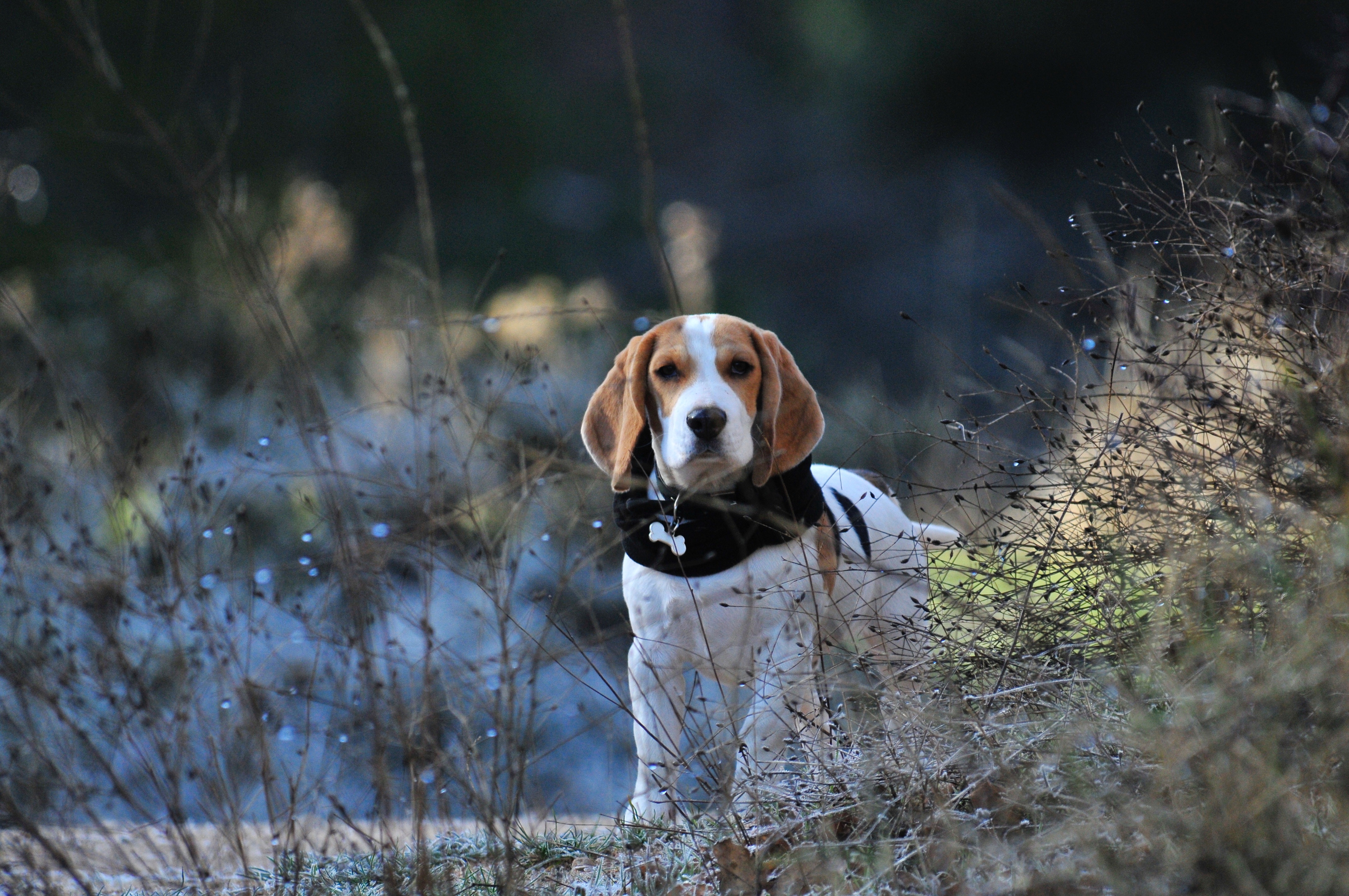 Free Beagle Background