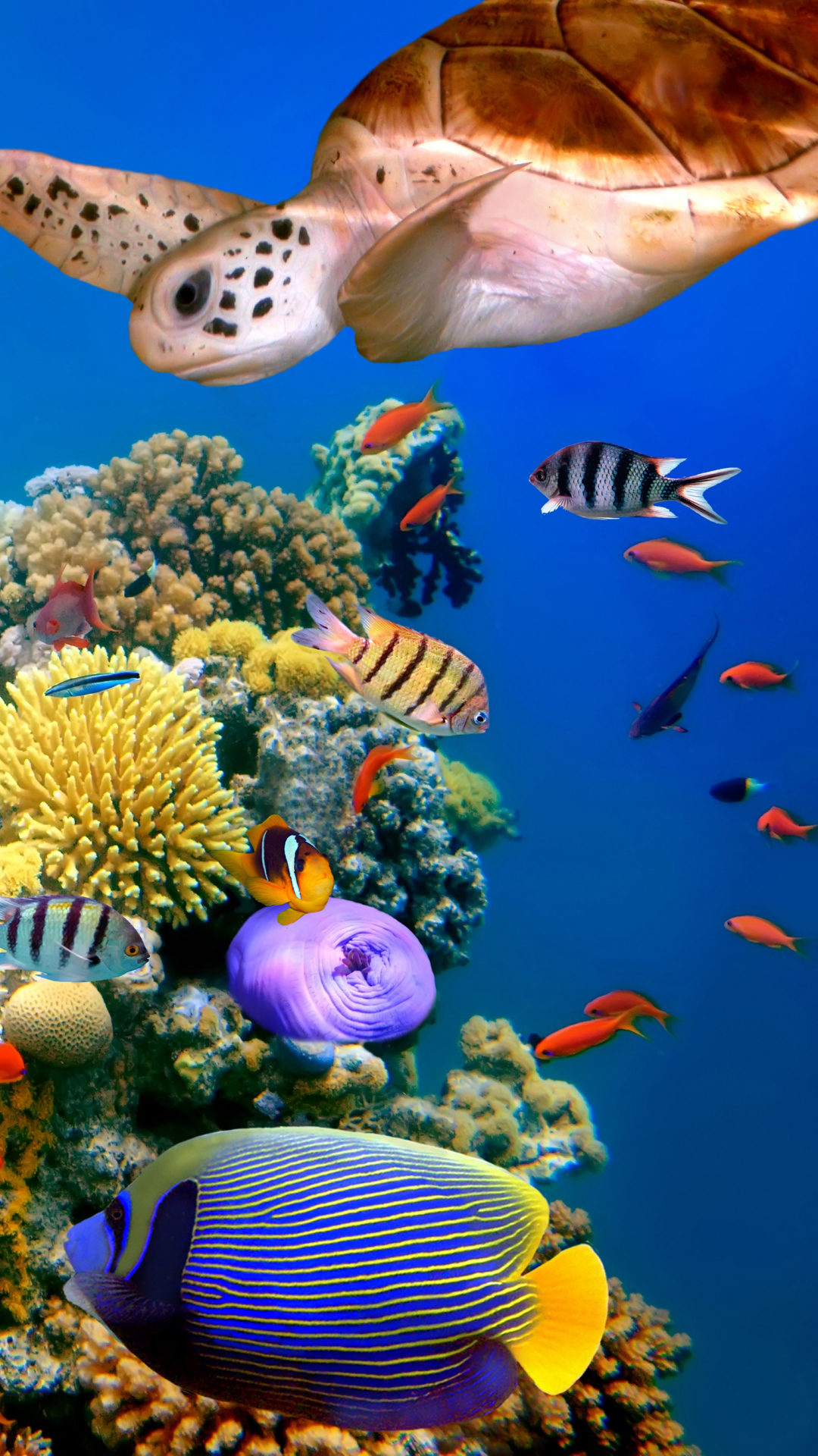 HD wallpaper turtle, coral reef, animal, fish, underwater, fishes