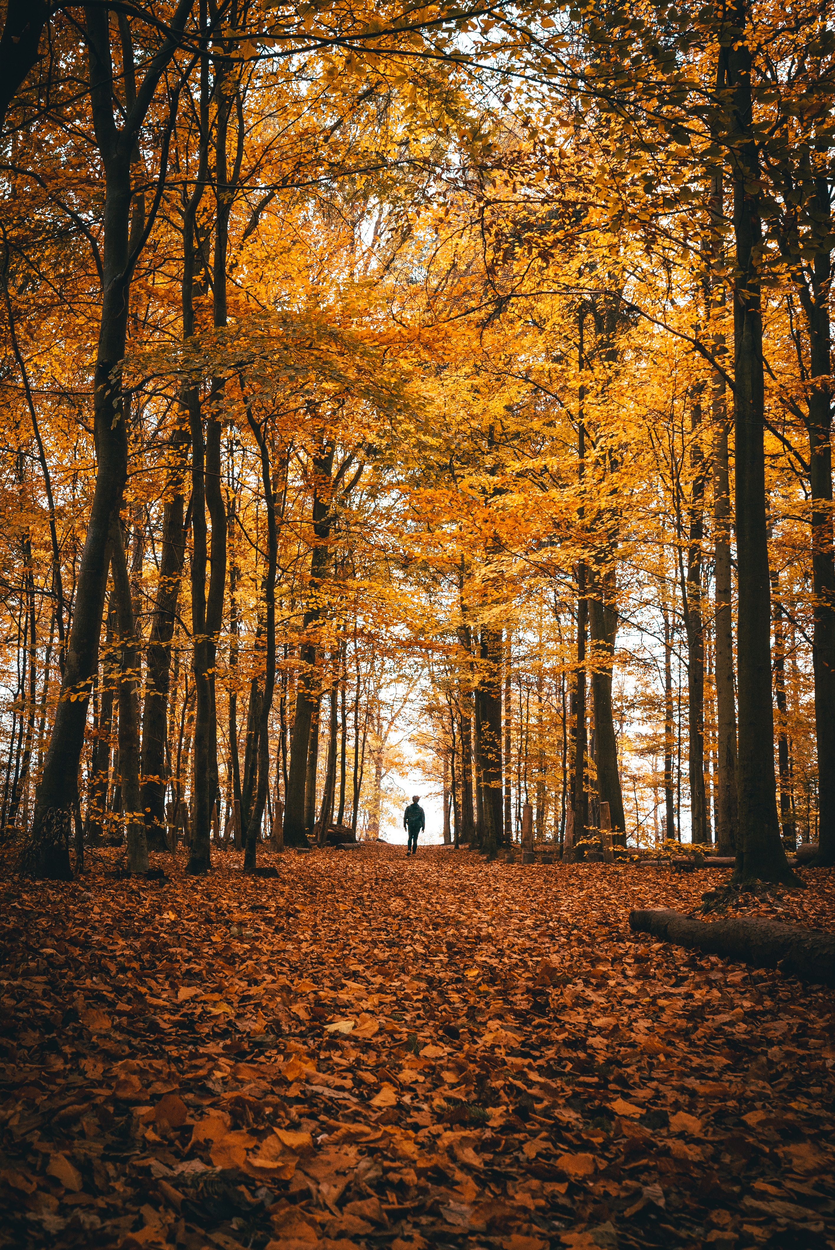 Download mobile wallpaper Trees, Forest, Stroll, Nature, Loneliness, Autumn for free.