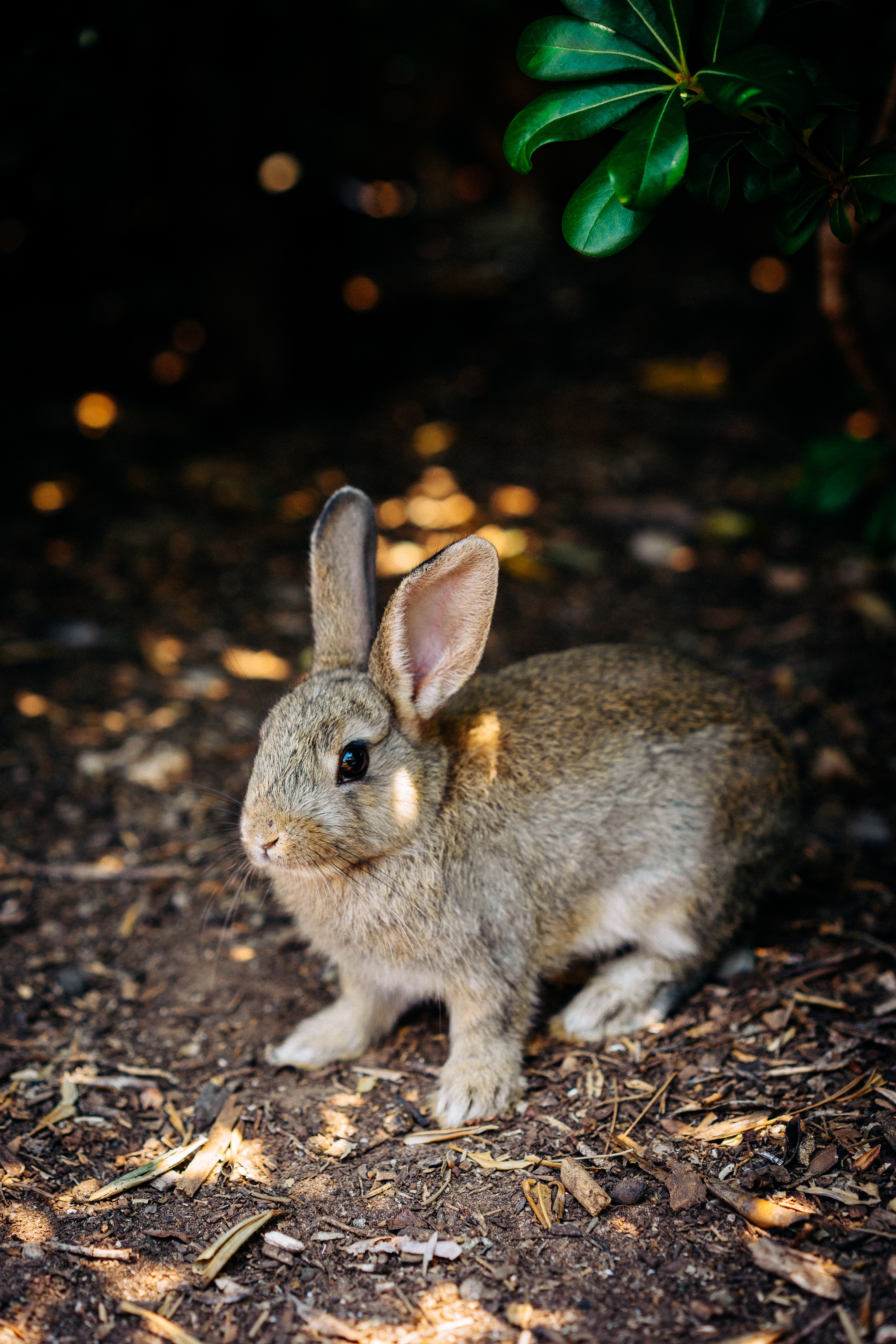 hare, animals, animal, nice, sweetheart, rabbit Full HD