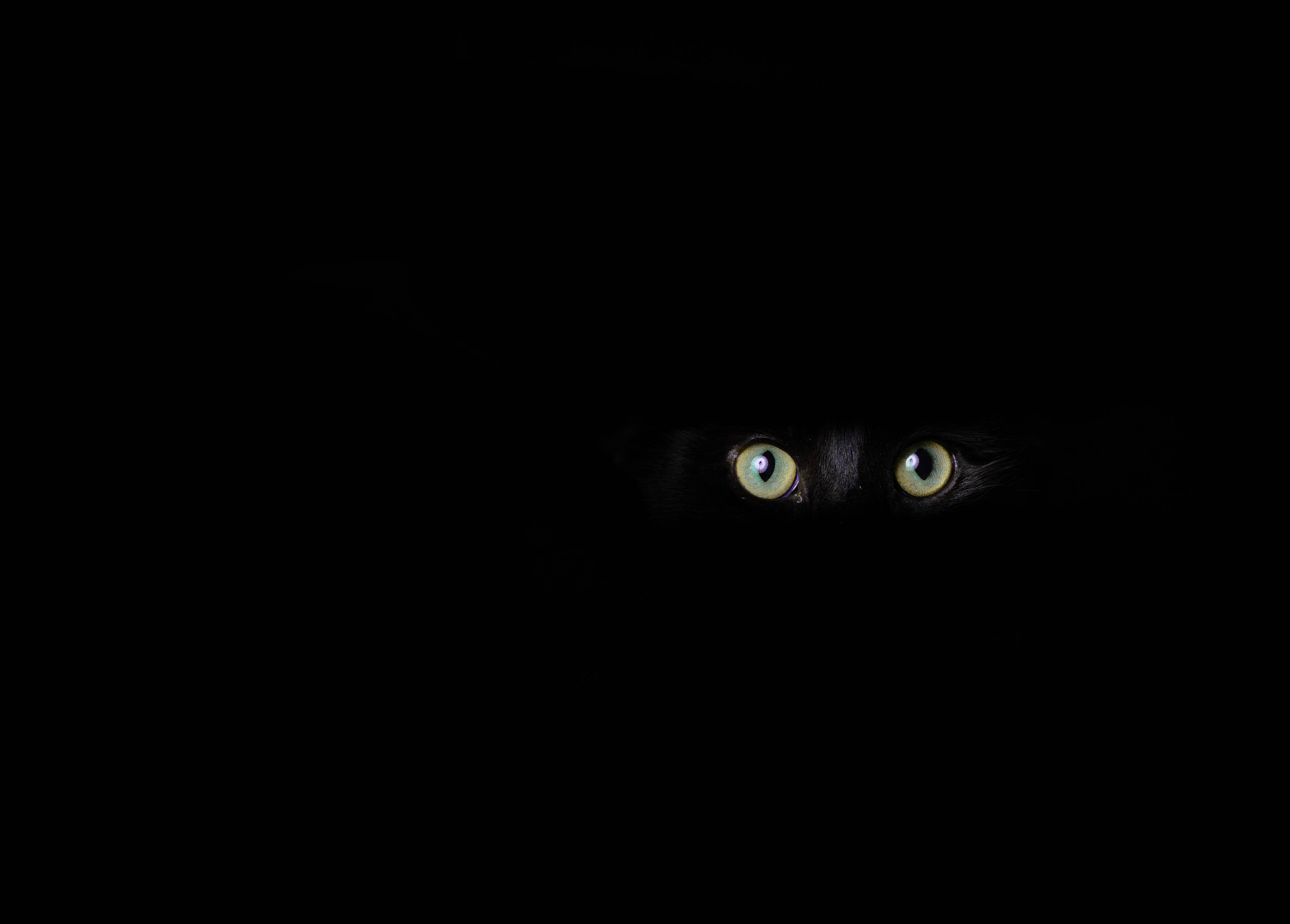 82151 скачать картинку черные, глаза, темнота, взгляд, кот, черный - обои и заставки бесплатно
