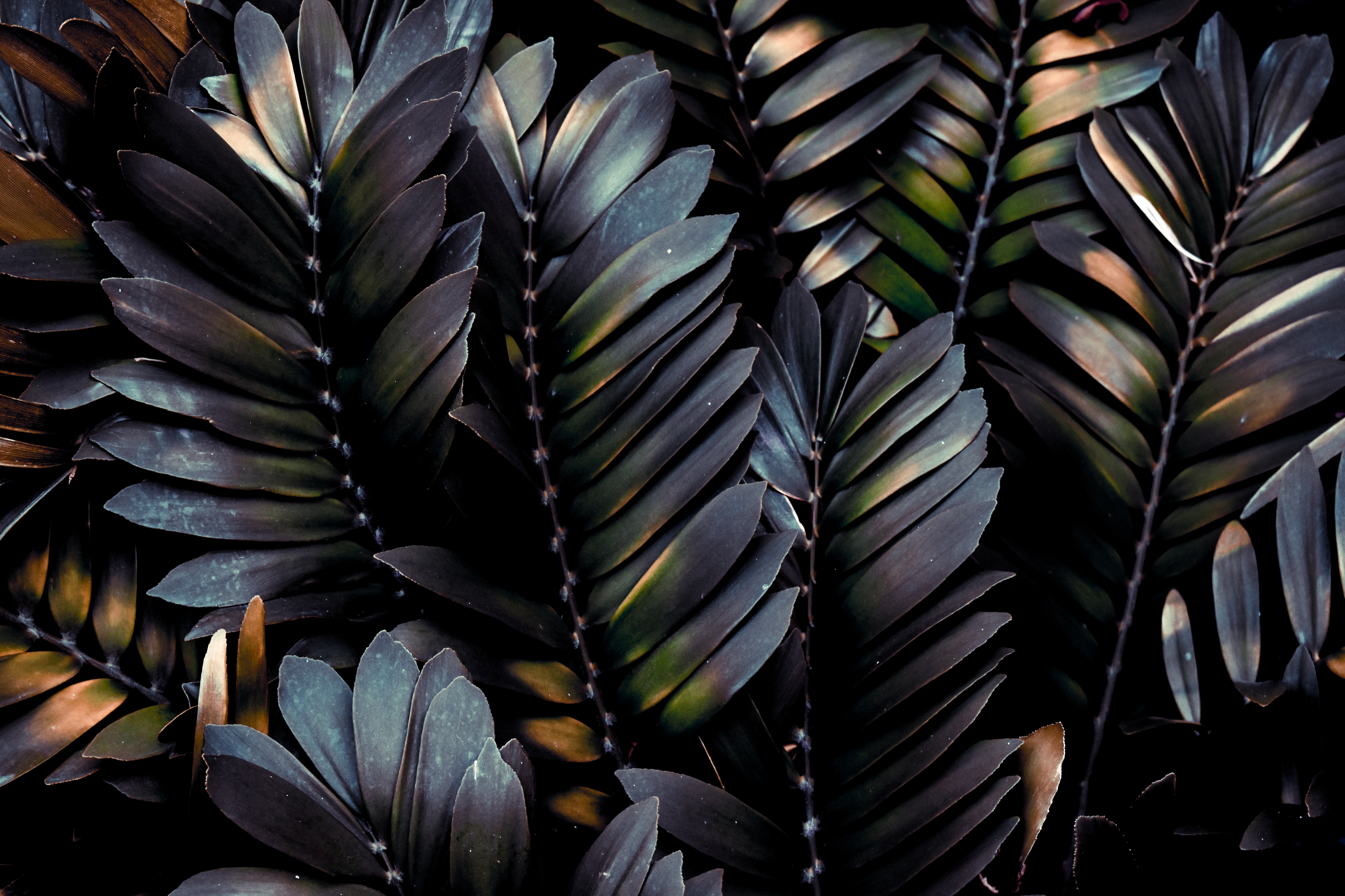 Download mobile wallpaper Branches, Macro, Palm, Leaves, Plant, Dark for free.