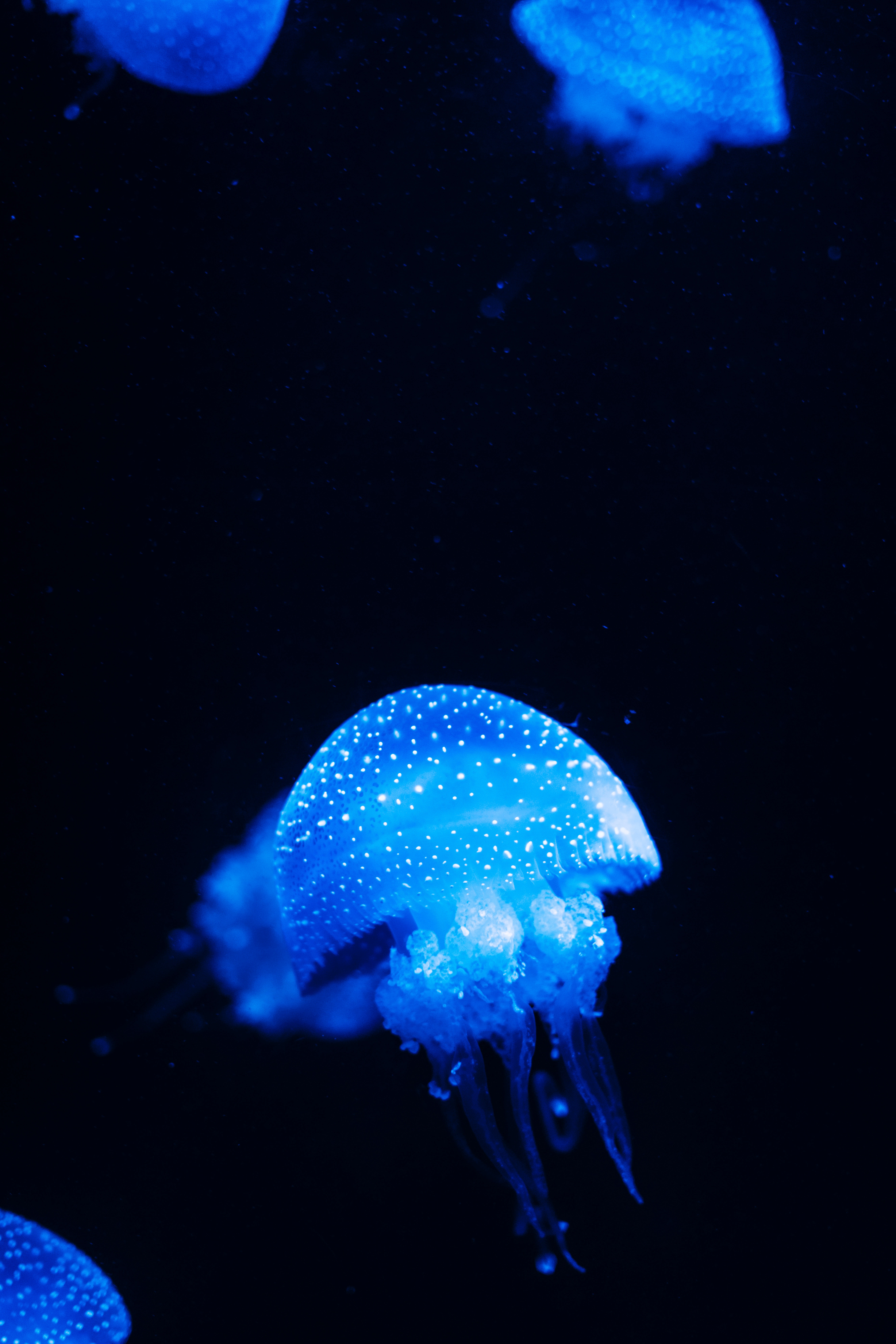 jellyfish, animals, sea, blue, glow, underwater world 4K