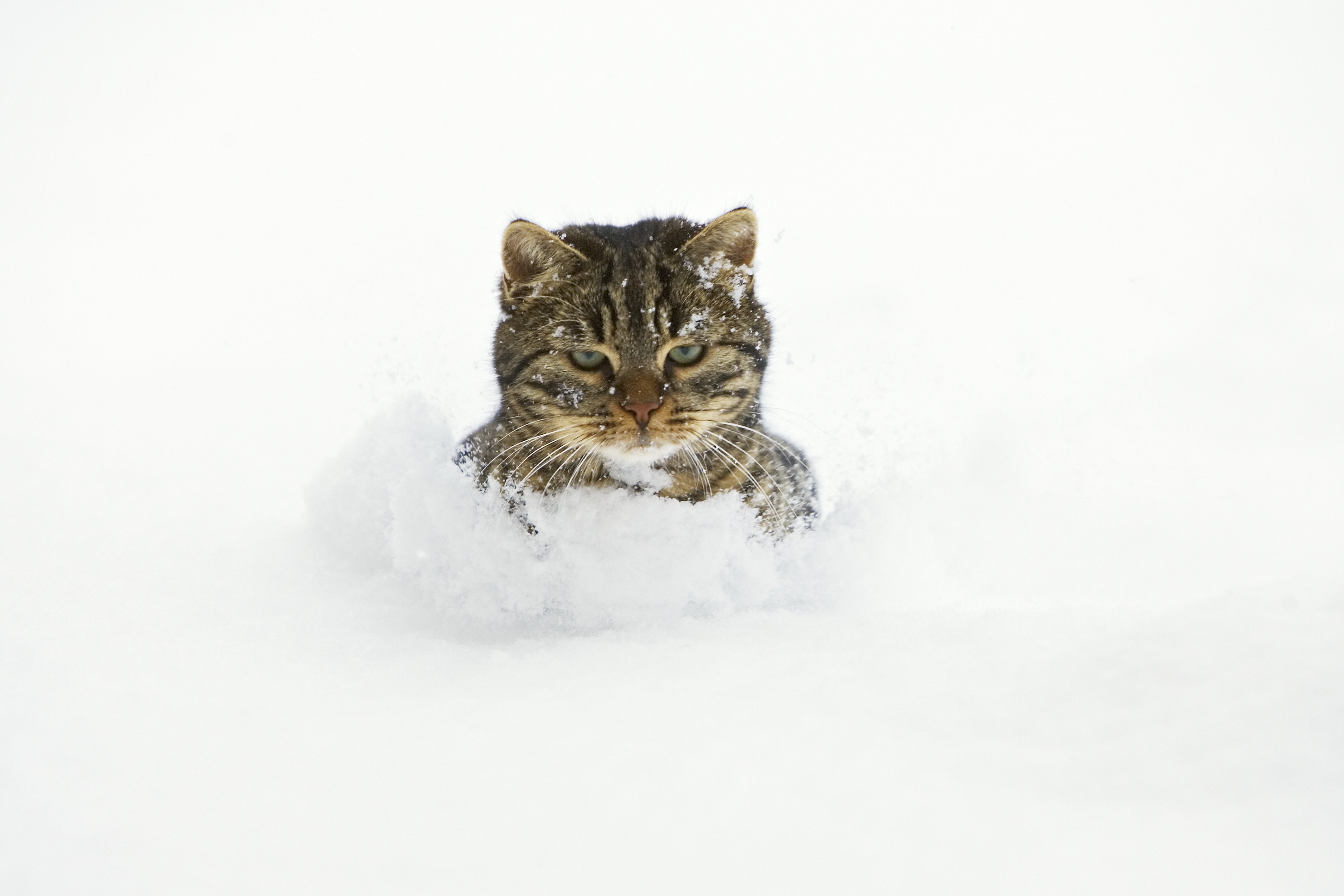 Download mobile wallpaper Muzzle, Playful, Snow, Animals, Cat for free.