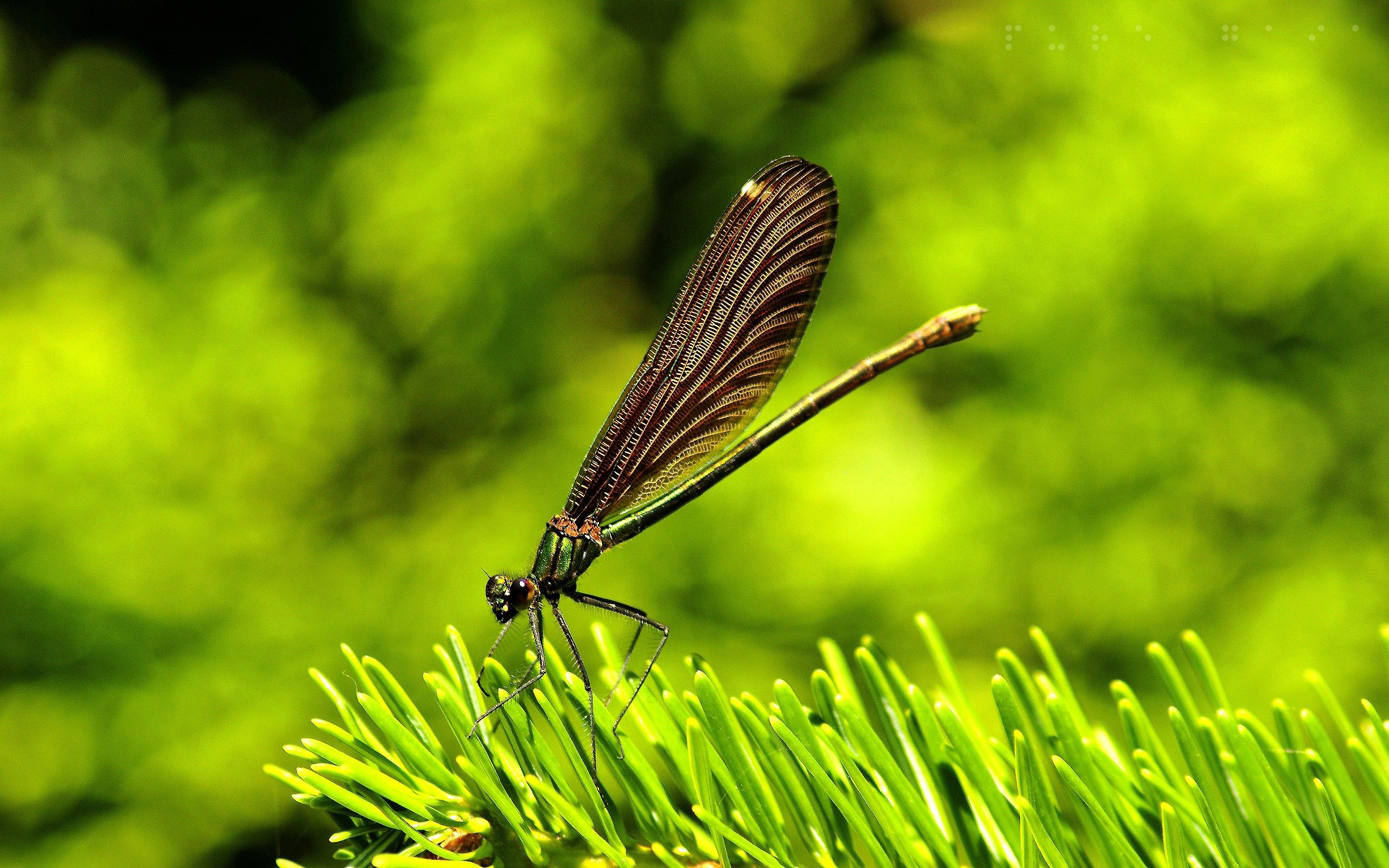 Download mobile wallpaper Grass, Macro, Insect, Flight, Dragonfly, Wings for free.