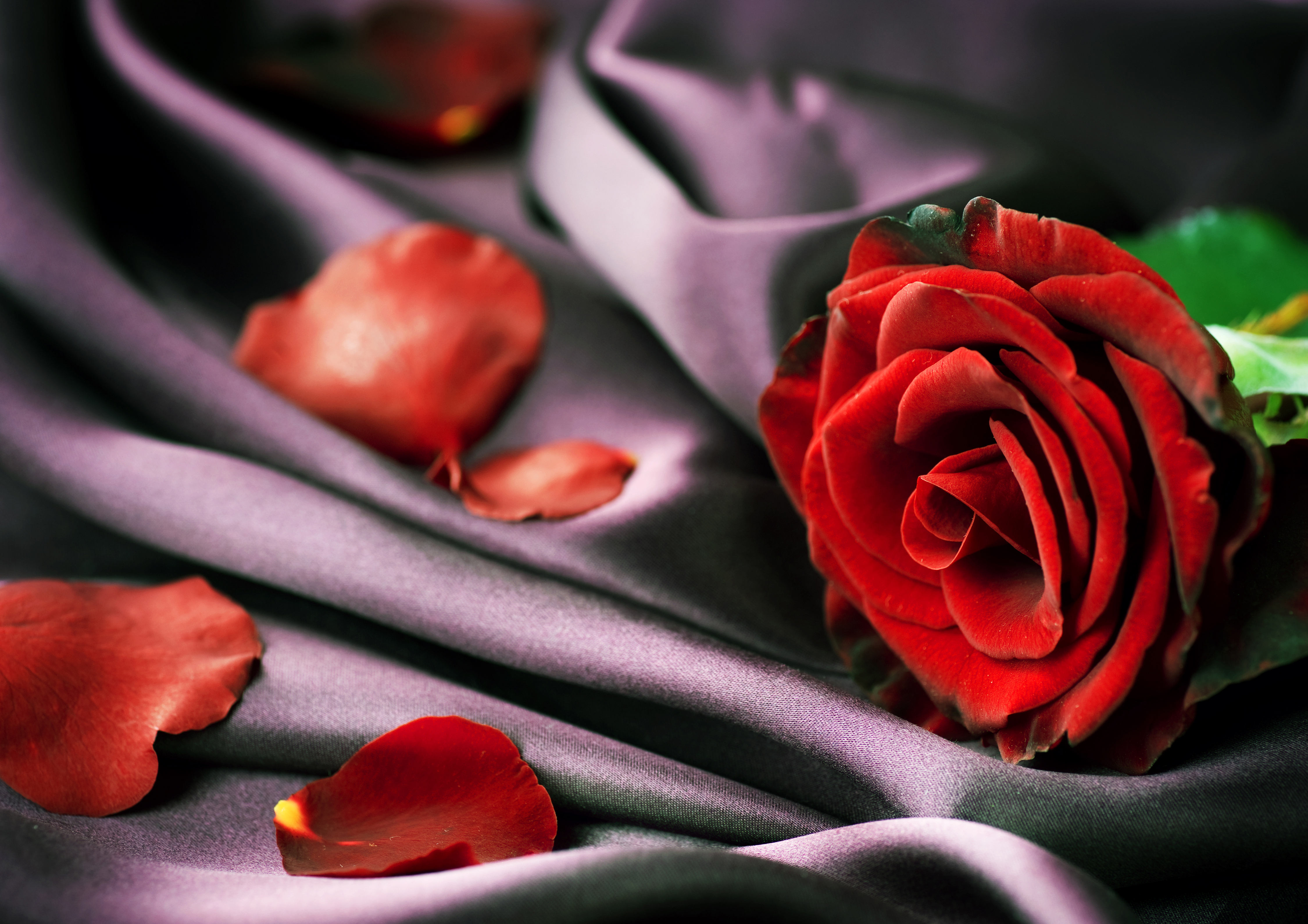 126265 завантажити шпалери квіти, червоний, роза, троянда, пелюстки, тканина, тканини, ніжність - заставки і картинки безкоштовно