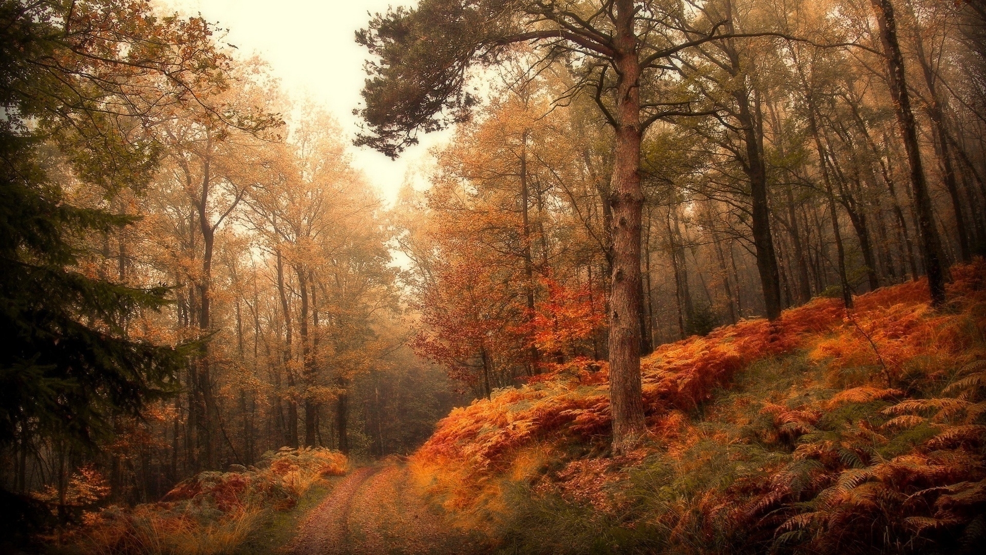 Скачать картинку Деревья, Осень, Пейзаж в телефон бесплатно.