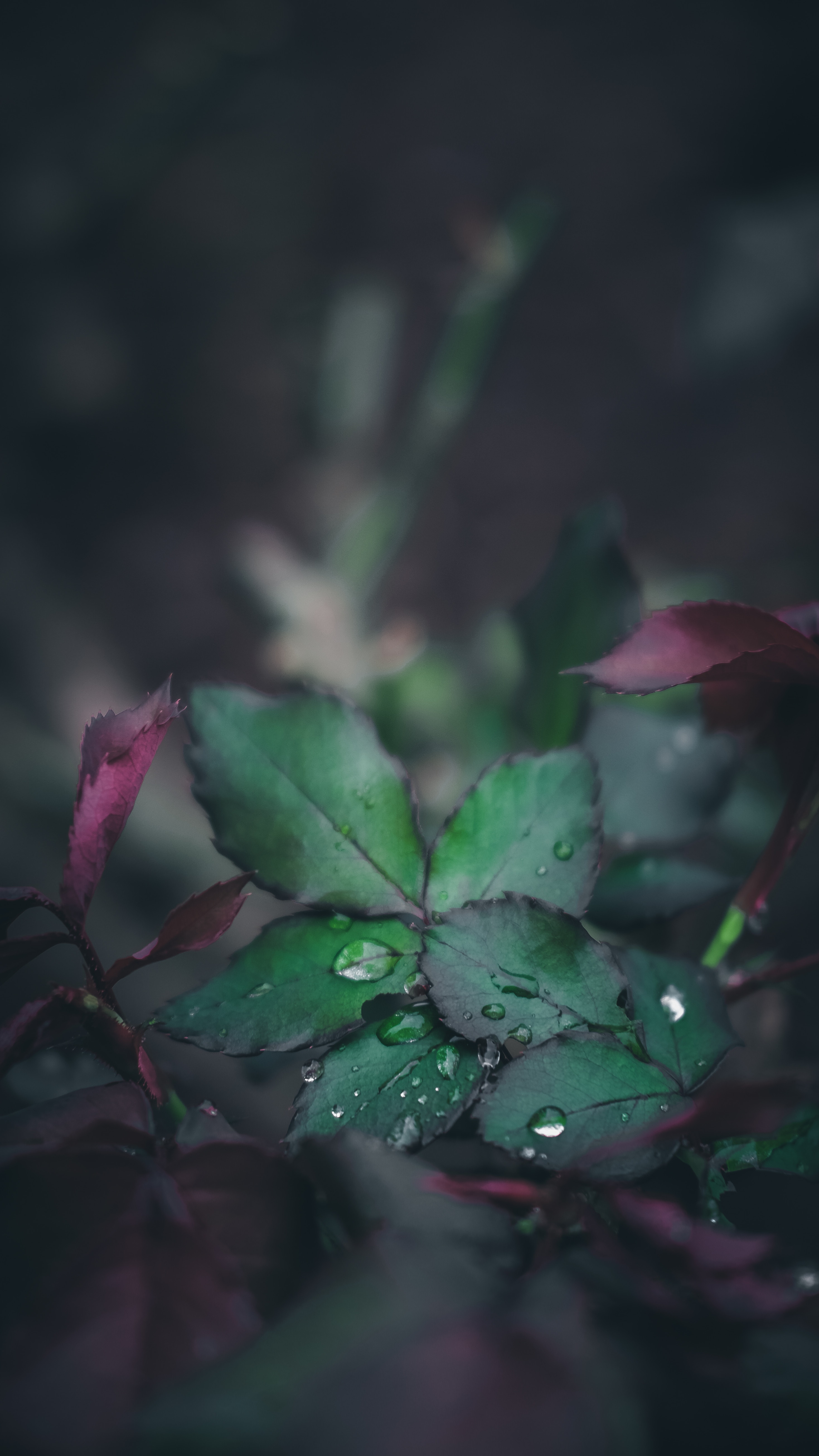 sheet, smooth, drops, macro, blur, leaf, dew wallpapers for tablet