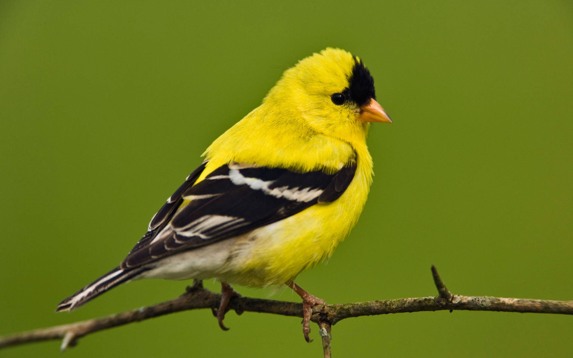 animal, goldfinch, american goldfinch, bird, branch, birds