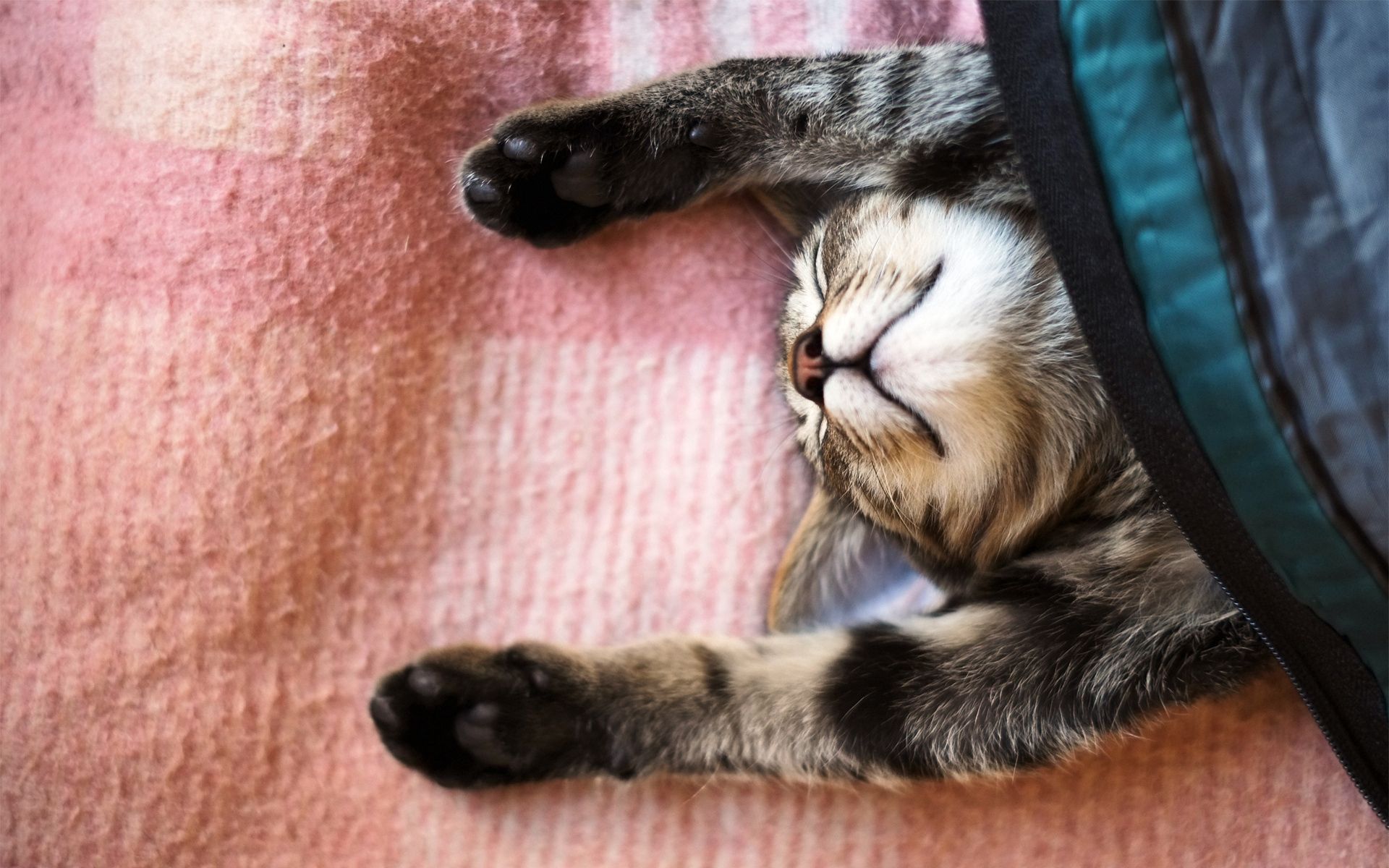 無料モバイル壁紙猫, 動物, 嘘, 横になります, 毛布, 涼しい, ネコをダウンロードします。