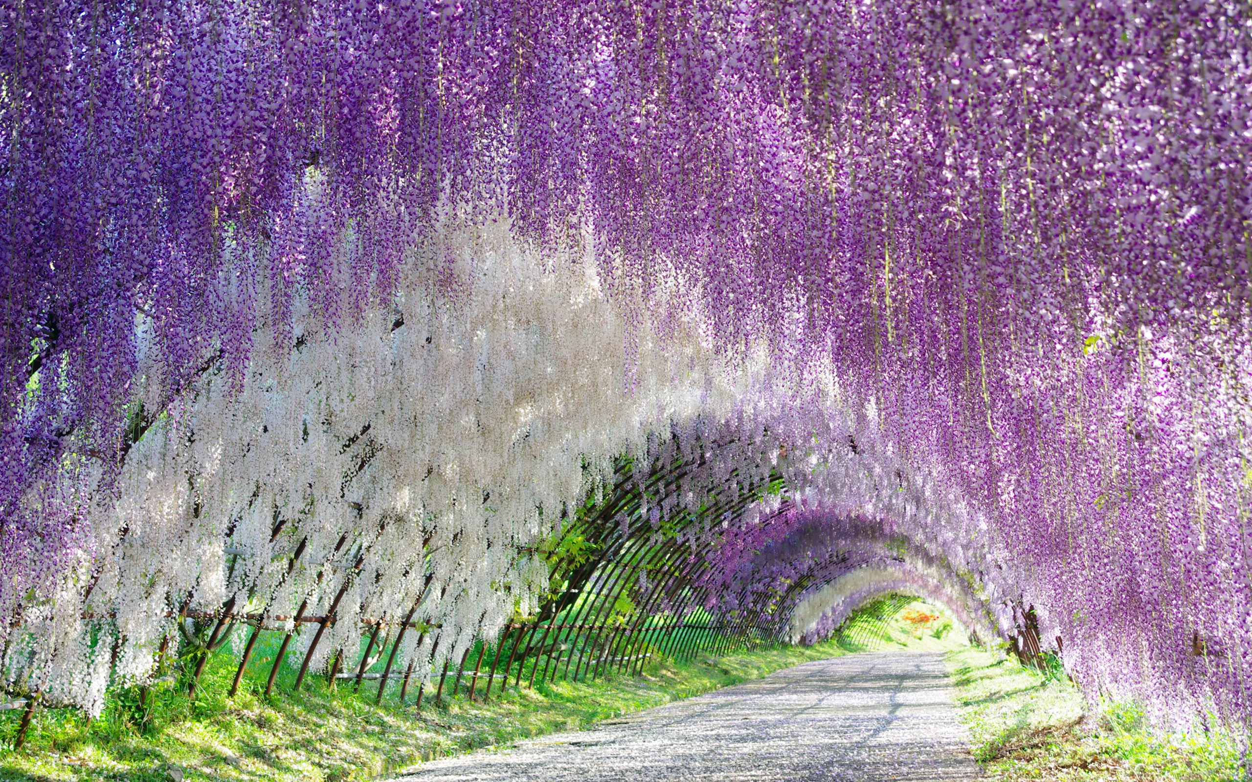 wisteria, purple flower, white flower, flower, earth, tunnel, flowers HD wallpaper