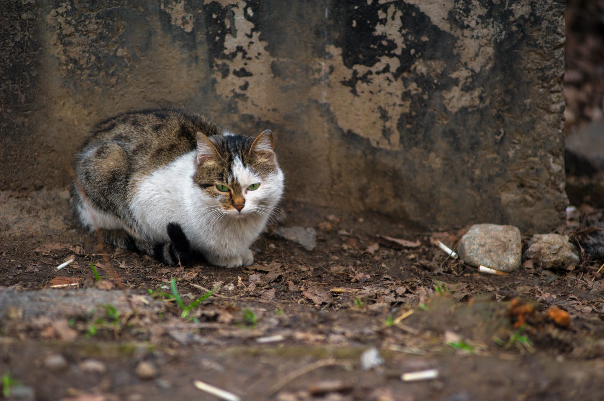 Кошка беспородная на улице фото