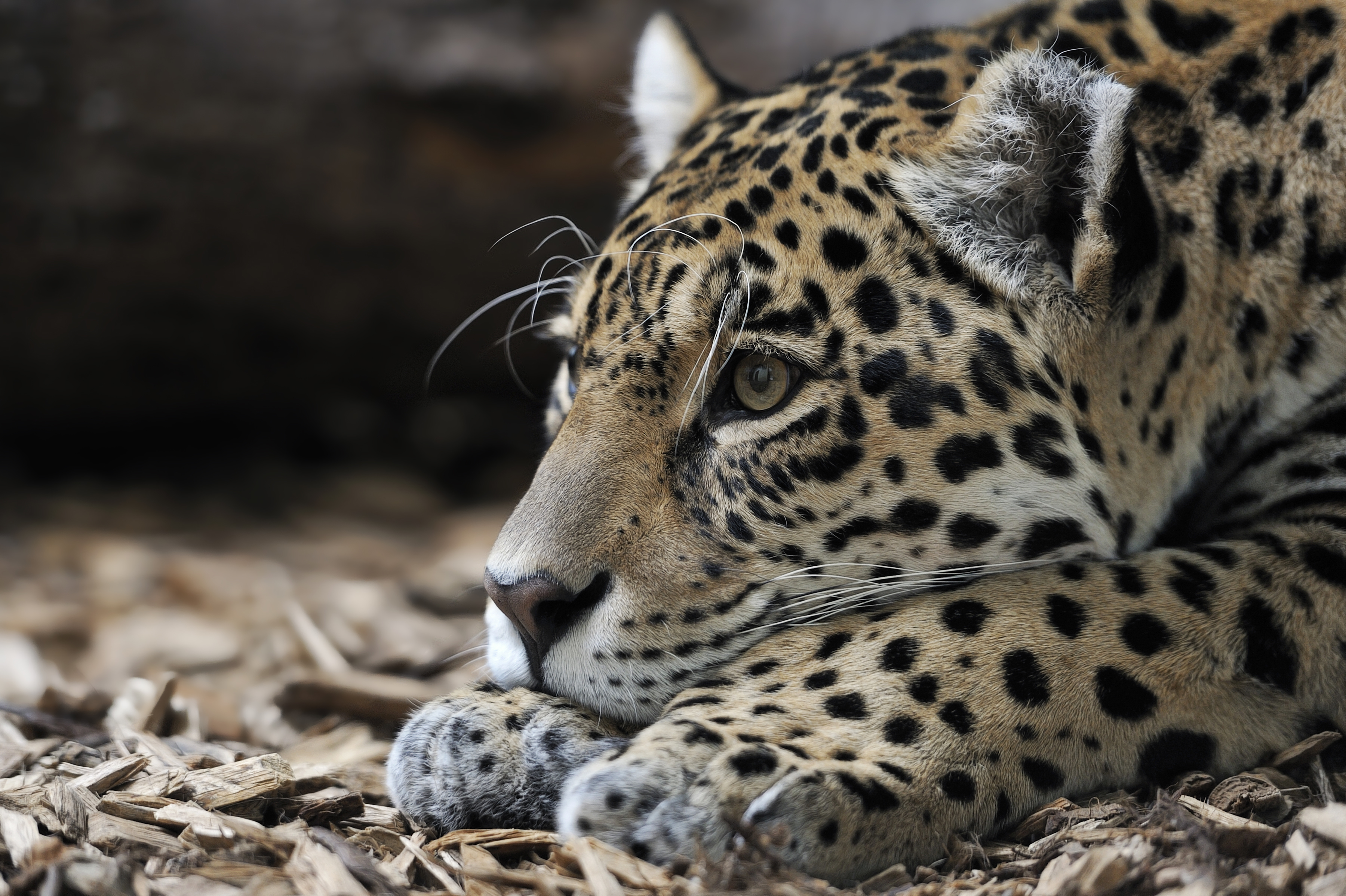 Handy-Wallpaper Jaguar, Predator, Big Cat, Schnauze, Raubtier, Große Katze, Tiere kostenlos herunterladen.