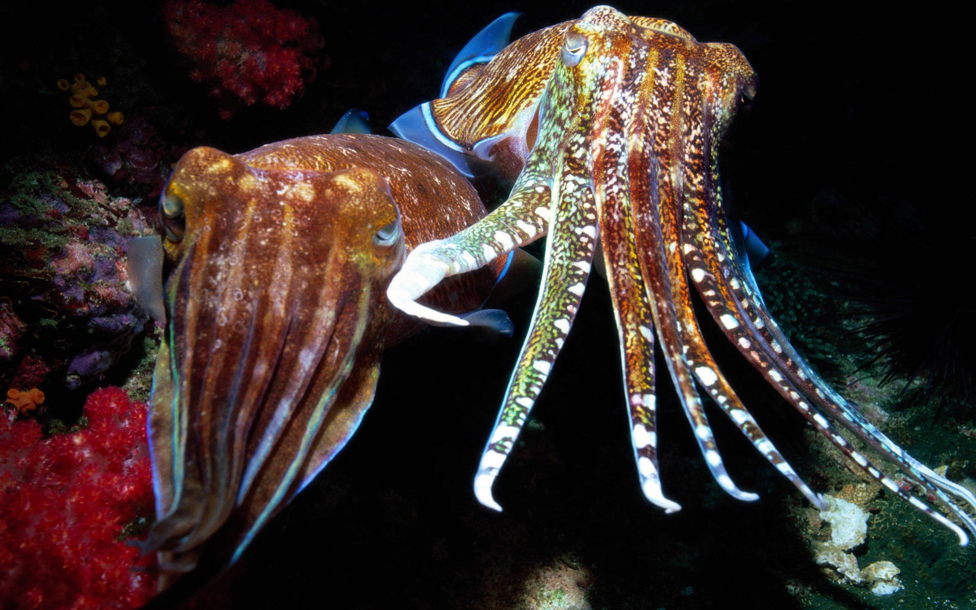 Cuttlefish Live Wallpaper APK (Android App) - Free Download