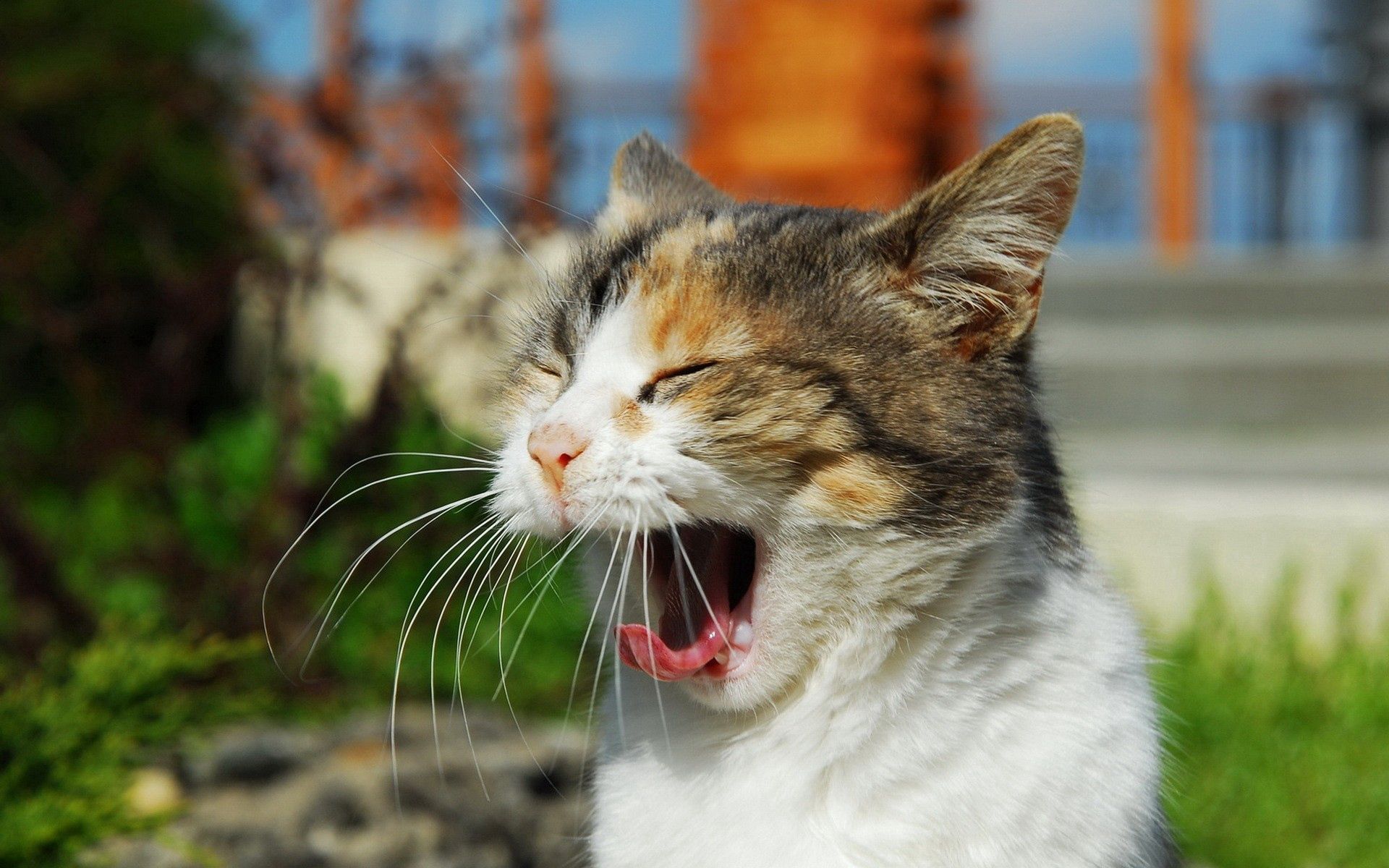 Download mobile wallpaper To Yawn, Yawn, Muzzle, Cat, Sunlight, Scream, Cry, Animals for free.