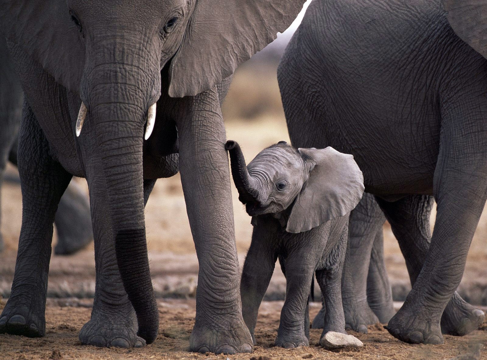 162041 скачать картинку слоны, африканский слон, животные - обои и заставки бесплатно