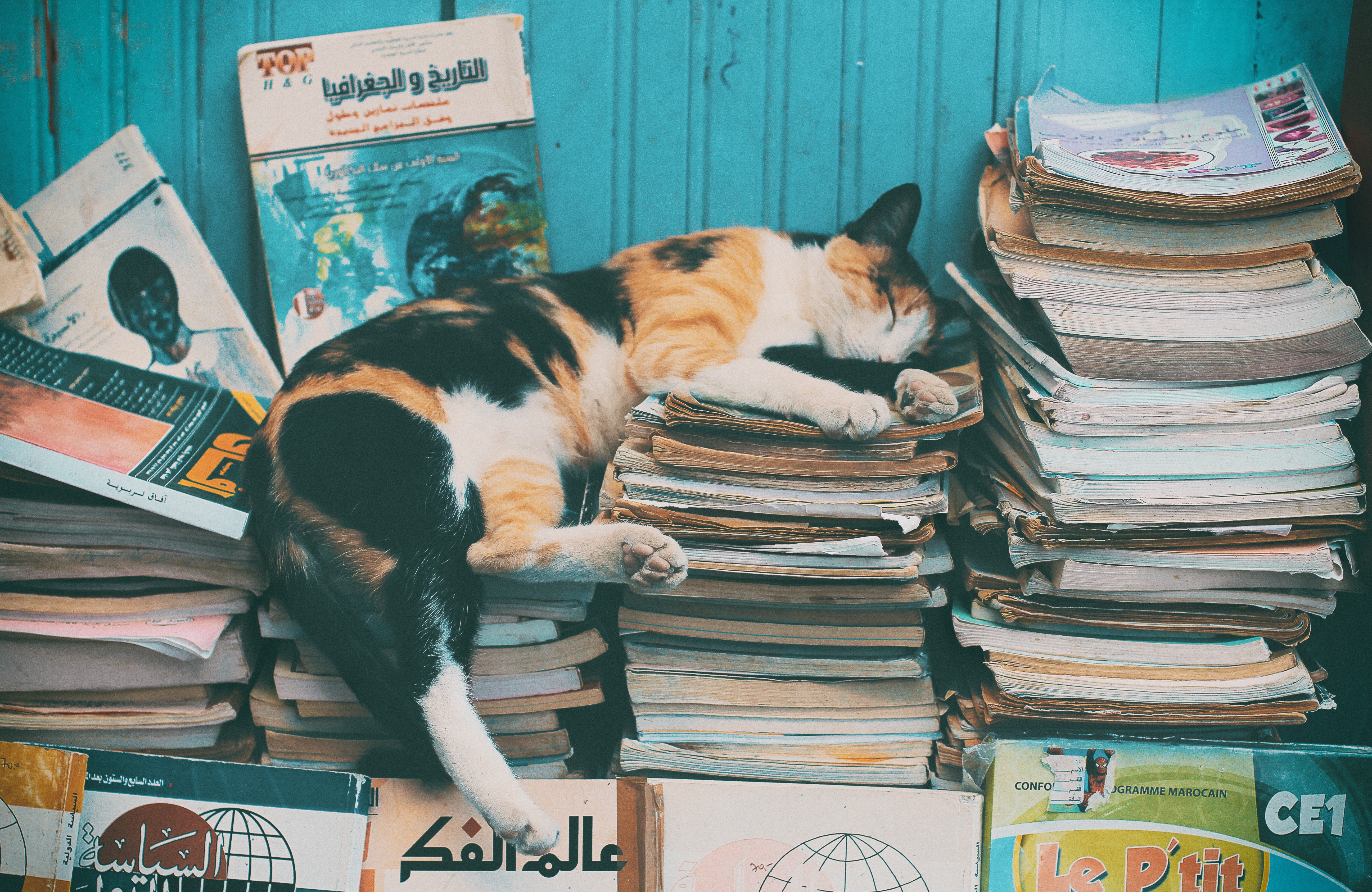 119644 скачать обои книги, кот, животные, отдых, сон, журналы - заставки и картинки бесплатно