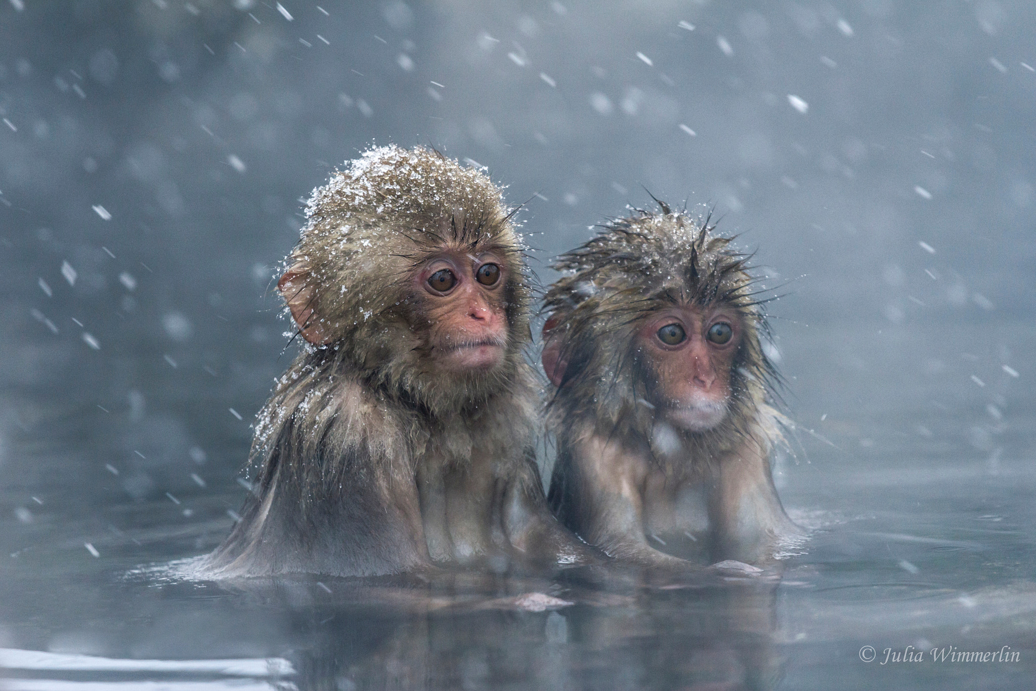 1505018 Hintergrundbild herunterladen tiere, makaken, tierbaby, süß, japanischer makak, schneefall, wasser - Bildschirmschoner und Bilder kostenlos