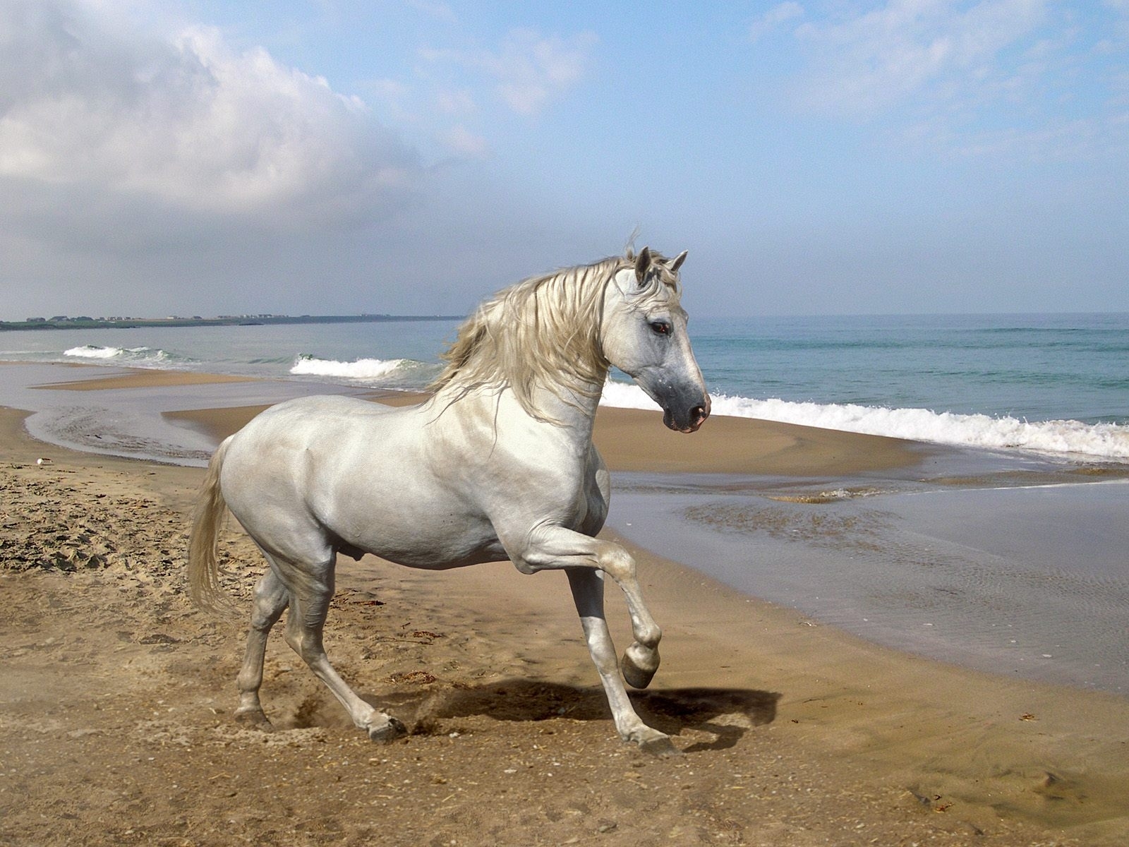 Download mobile wallpaper Animals, Beach, Horses for free.