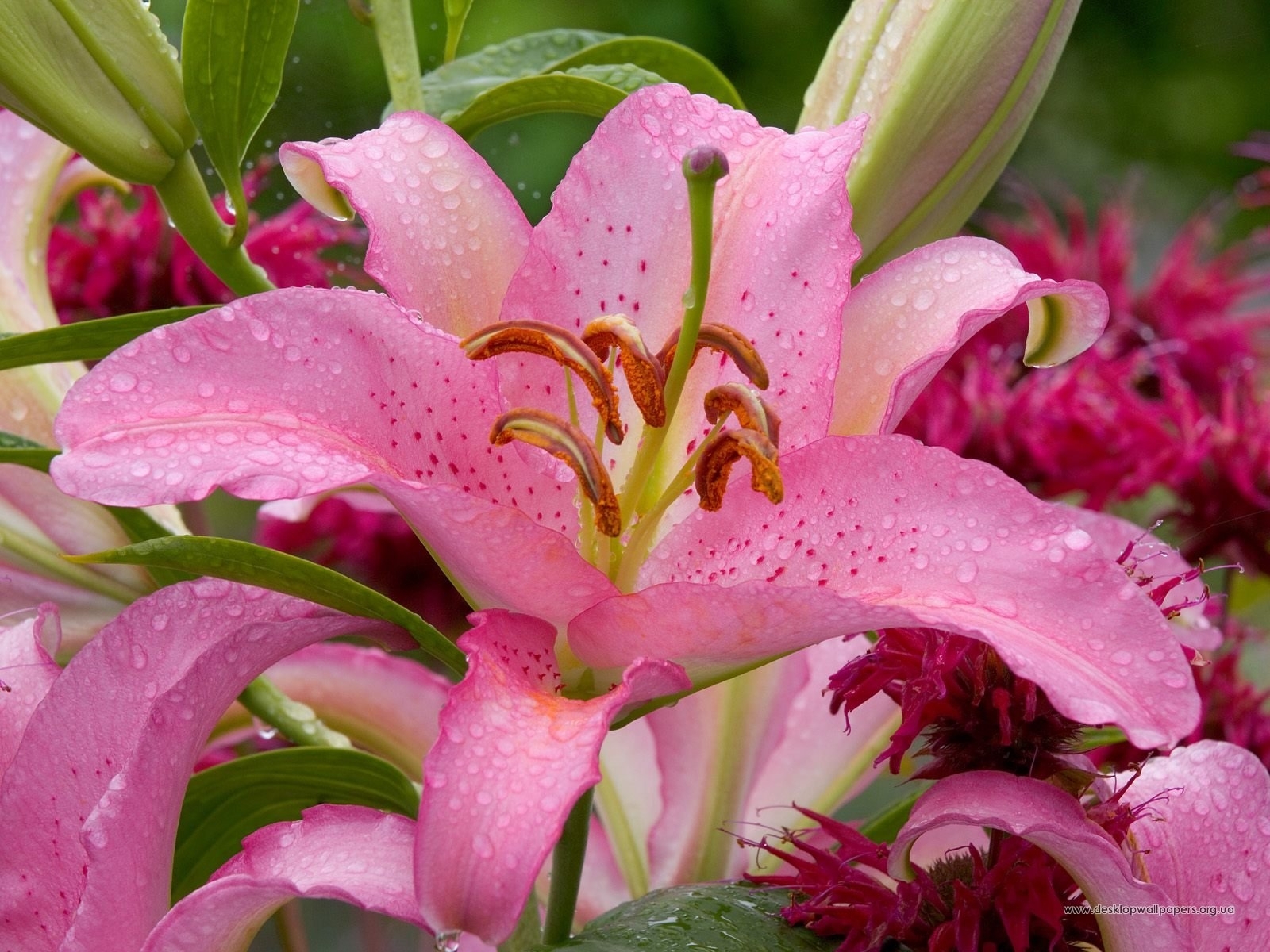 Download mobile wallpaper Plants, Lilies, Flowers for free.