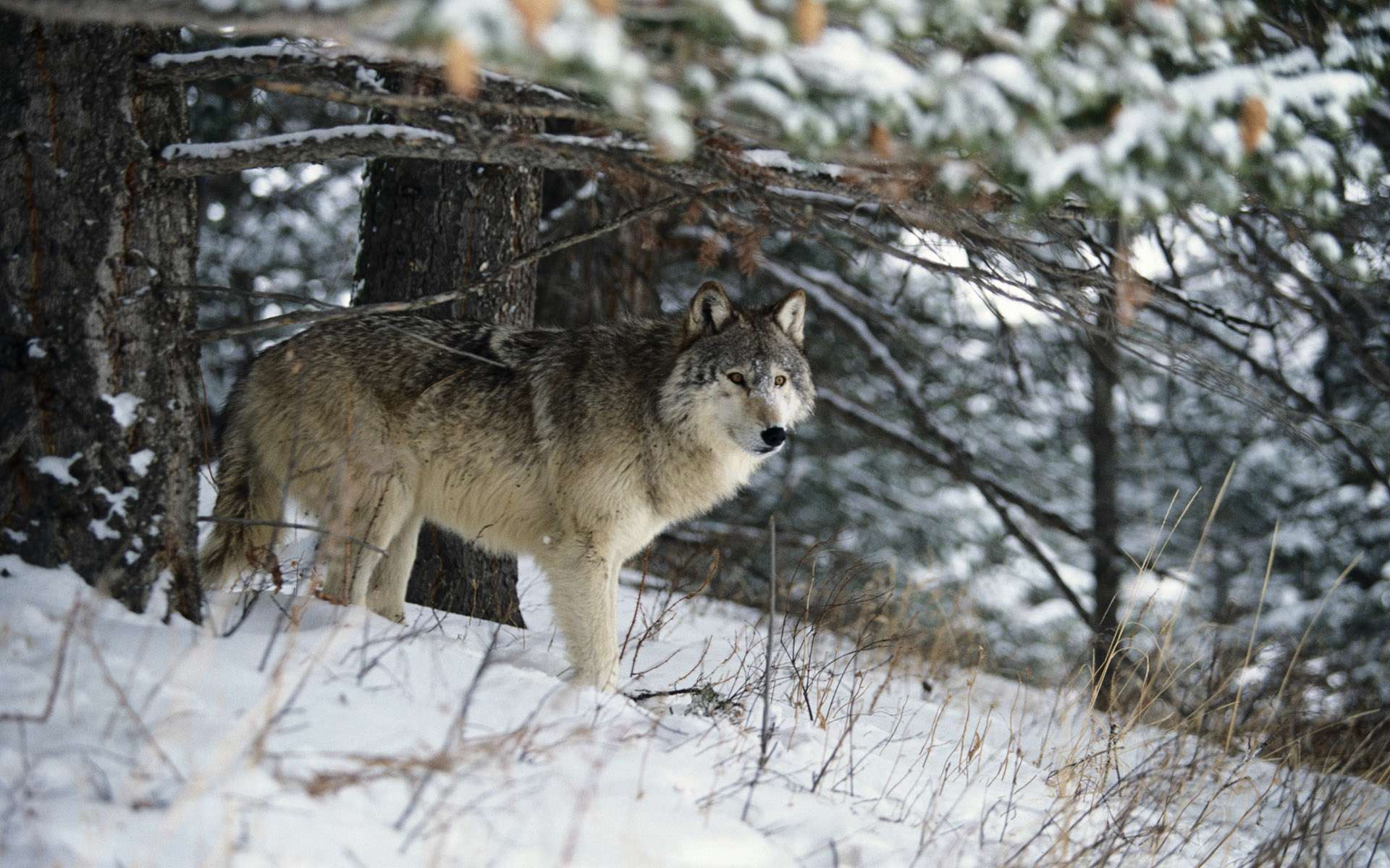 Волк Зимой В Лесу