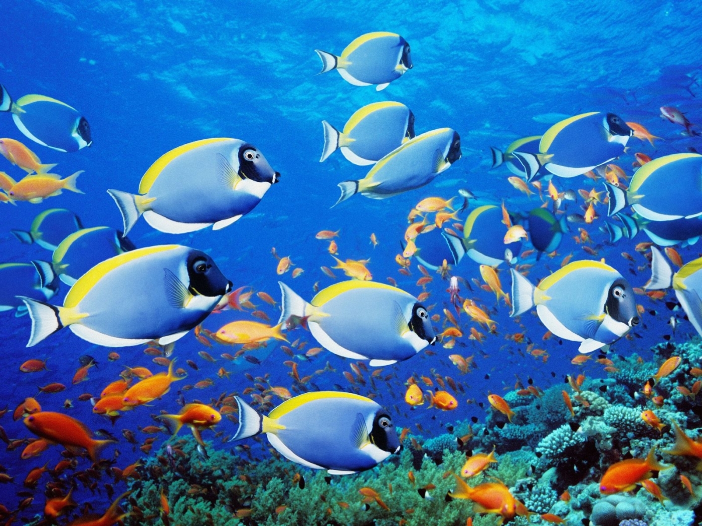 31710 télécharger le fond d'écran mer, poissons, animaux, bleu - économiseurs d'écran et images gratuitement