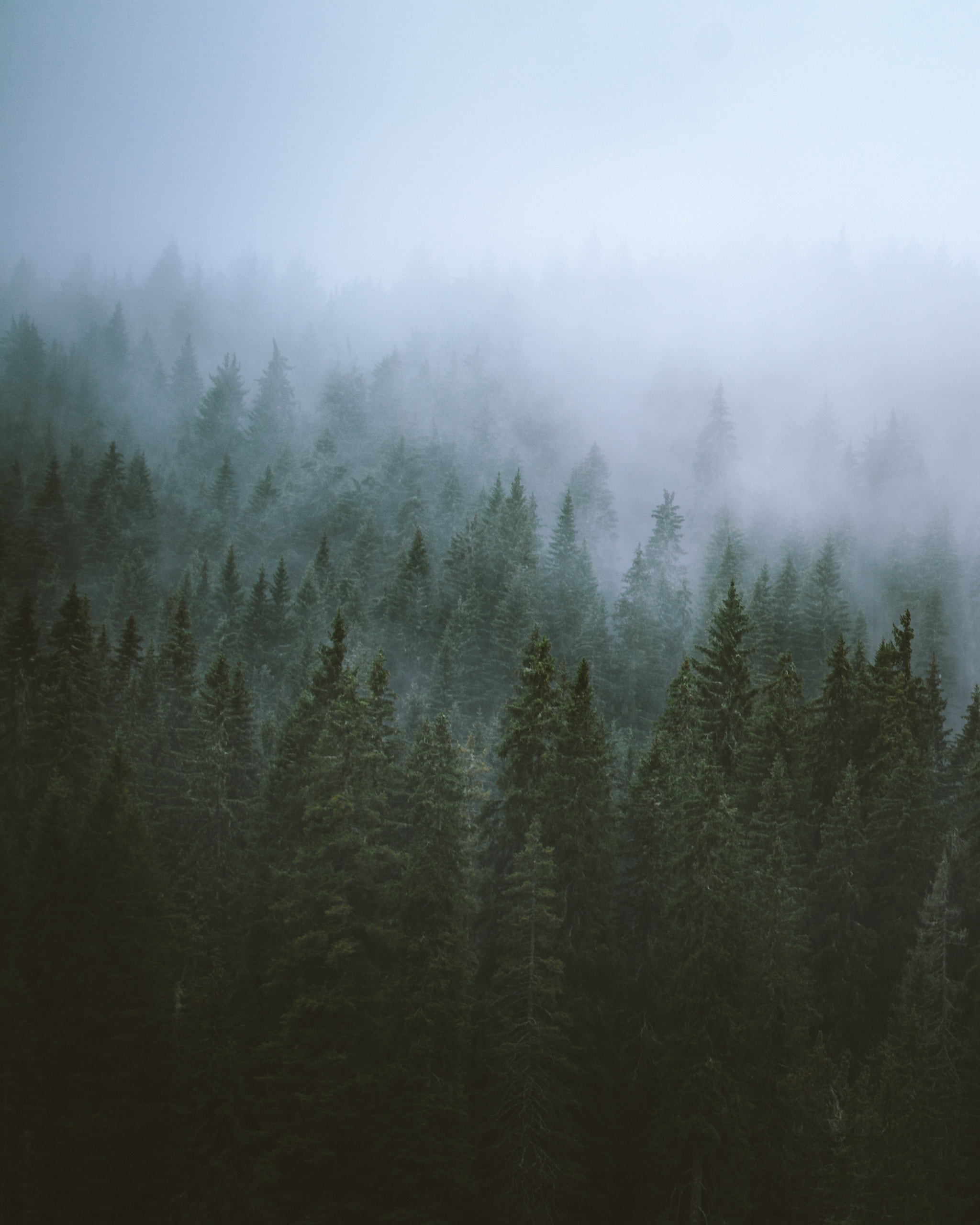 無料モバイル壁紙木, ページのトップへ, 森林, 霧, トップス, 自然, 森をダウンロードします。