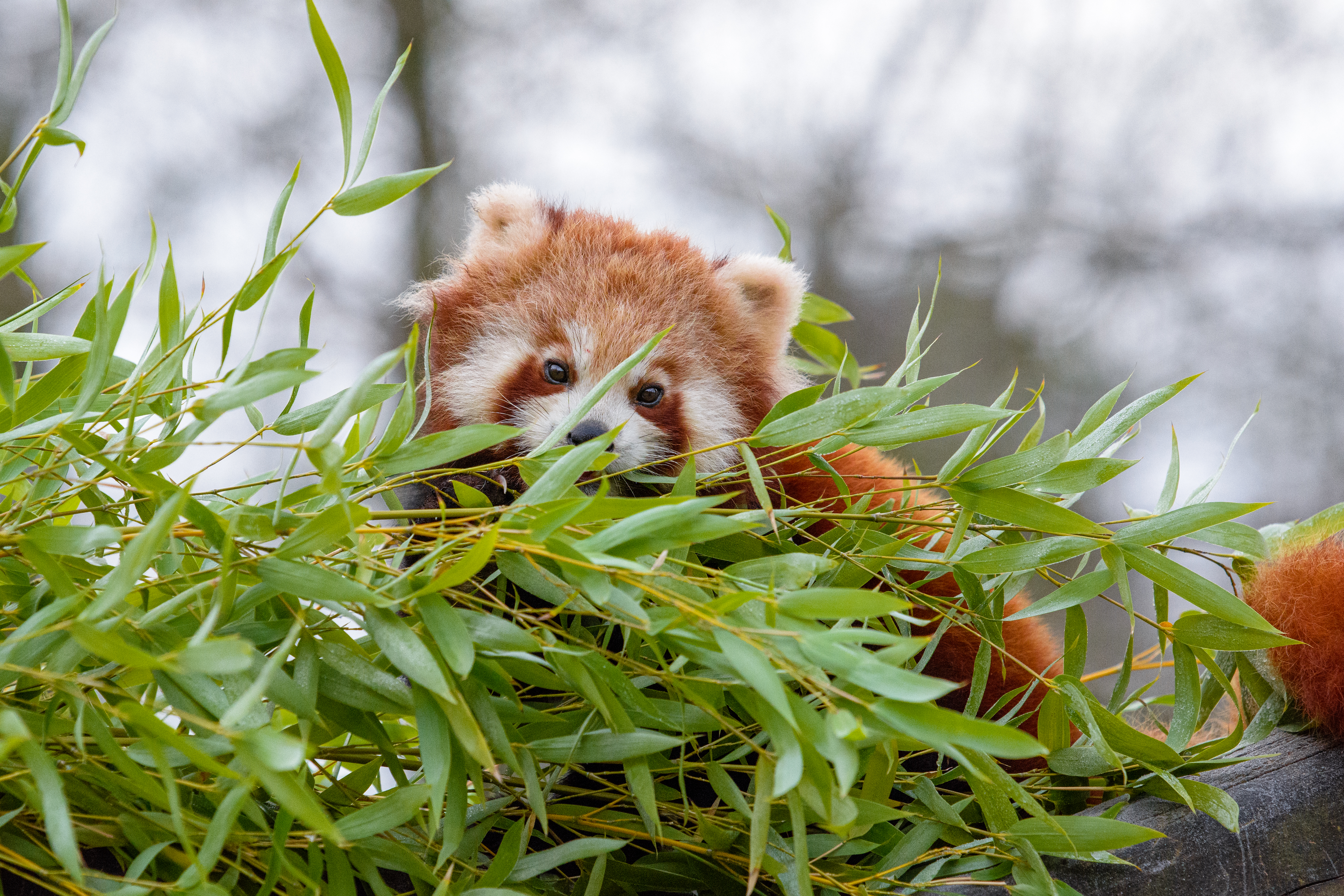 fluffy, animals, brown, branches, animal, little panda, small panda Free Stock Photo