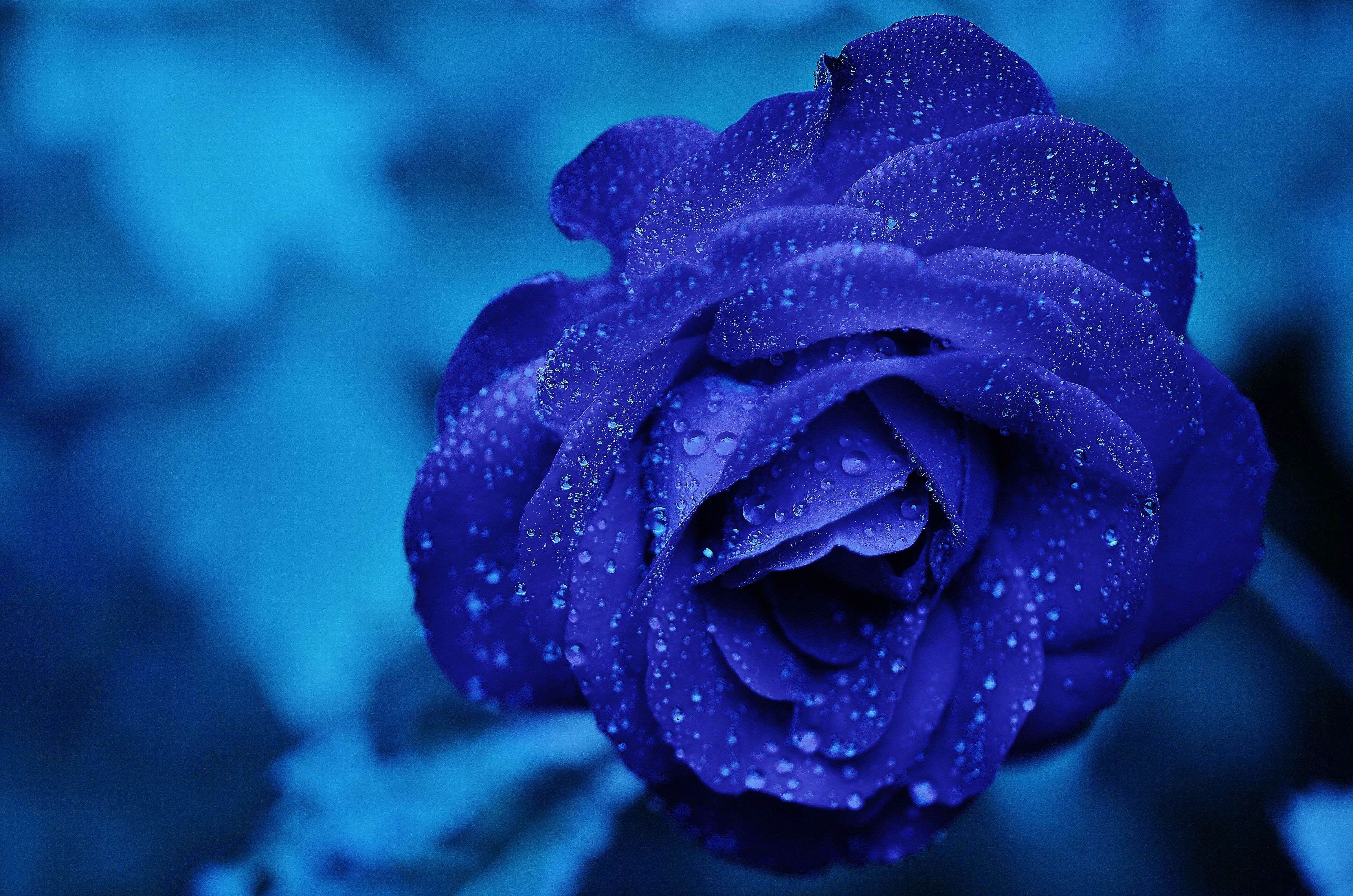 HD wallpaper drops, blue rose, flower, macro, bud