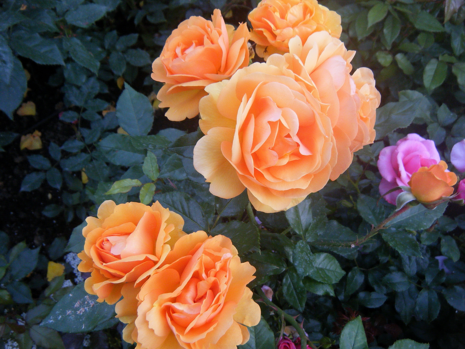 82237 descargar imagen jardín, flores, roses, arbusto, amable, delicado: fondos de pantalla y protectores de pantalla gratis